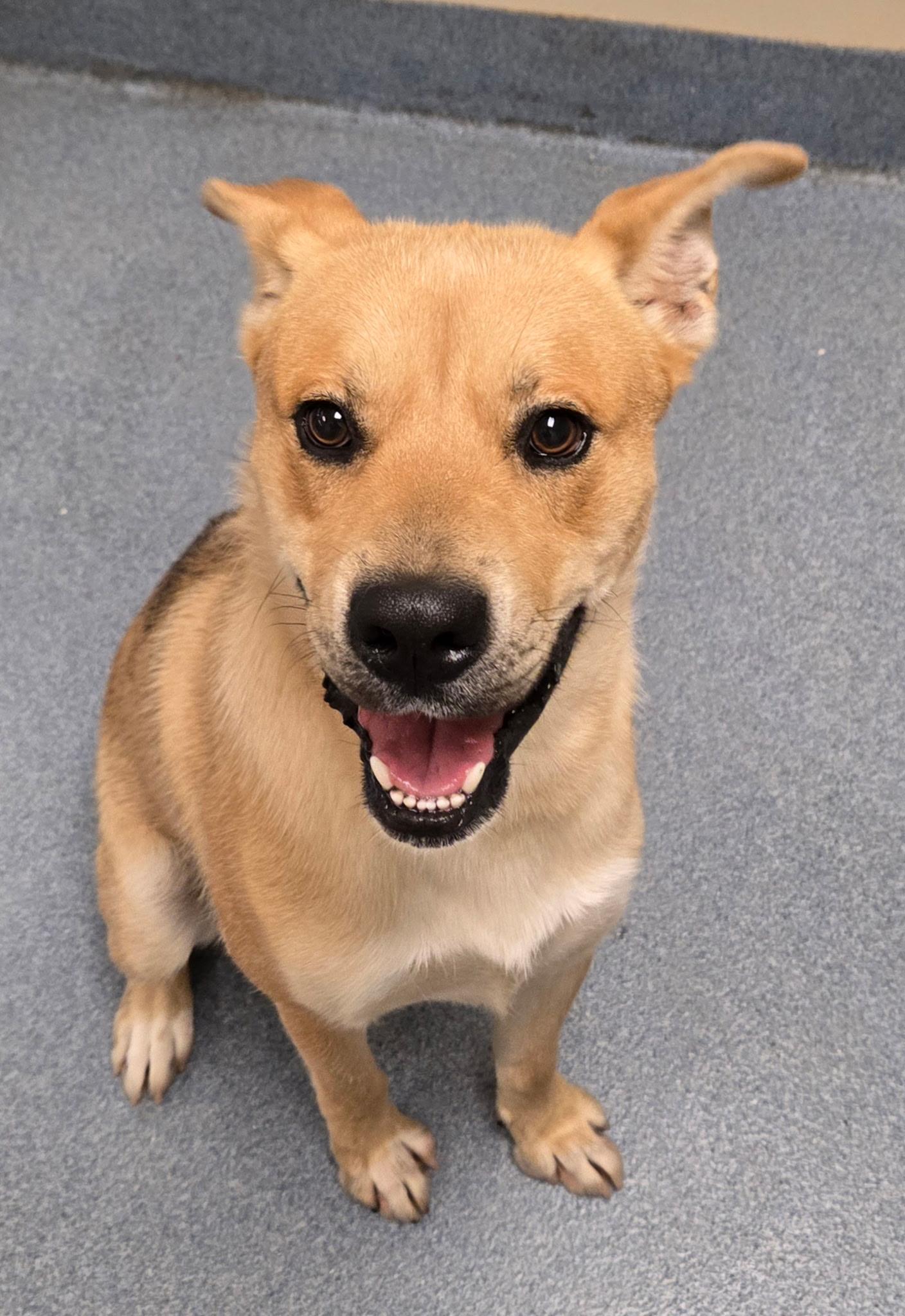 Harry, a ADOPTABLE mixed breed in Suffolk, VA image 2/3