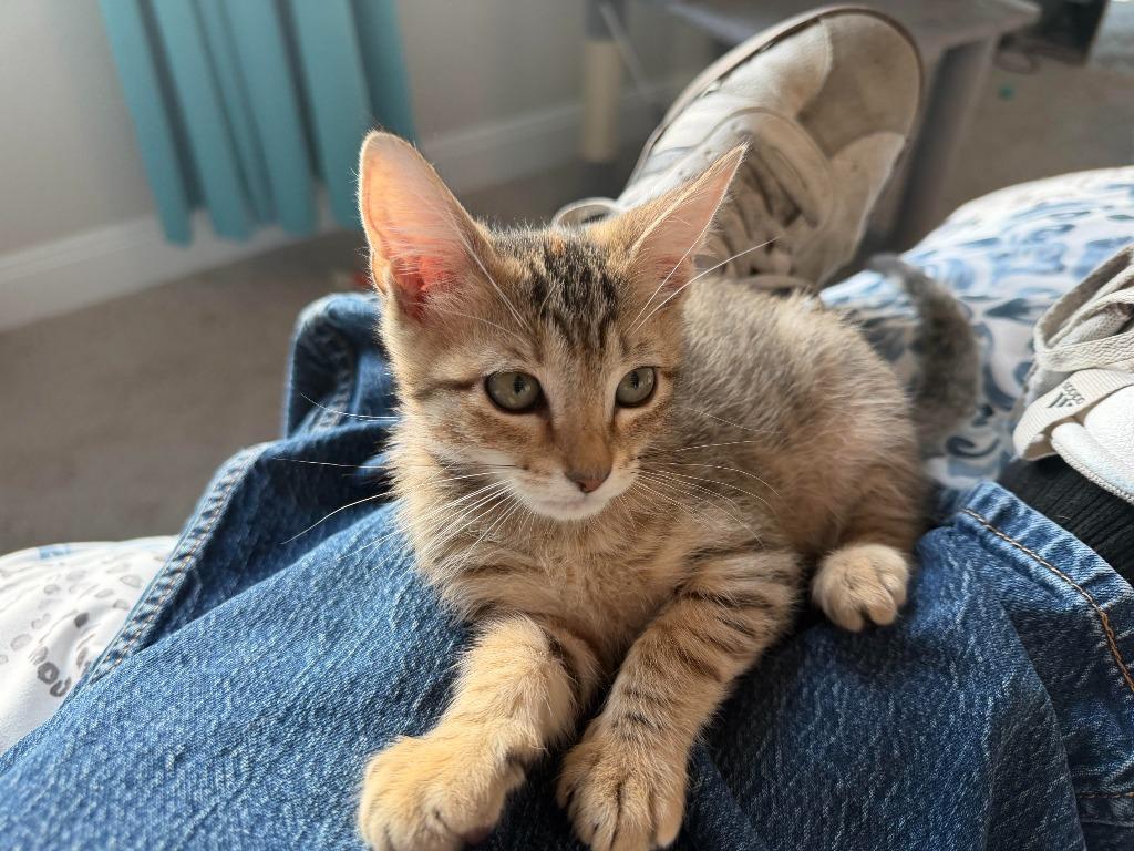 Jezelle, Adoptable, Kitten Female Domestic Short Hair.