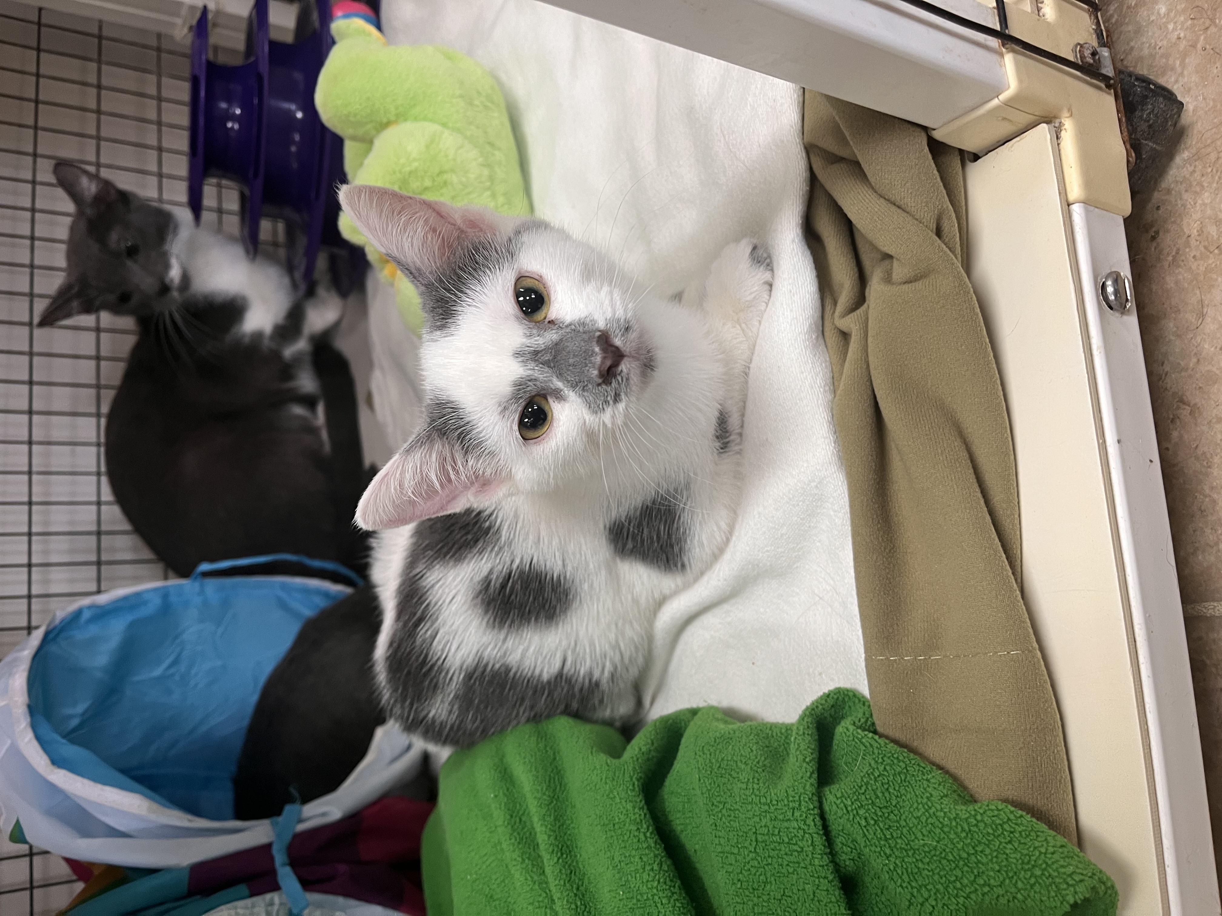 Cloudy, an adopted Domestic Short Hair in Toledo, OH_image-1