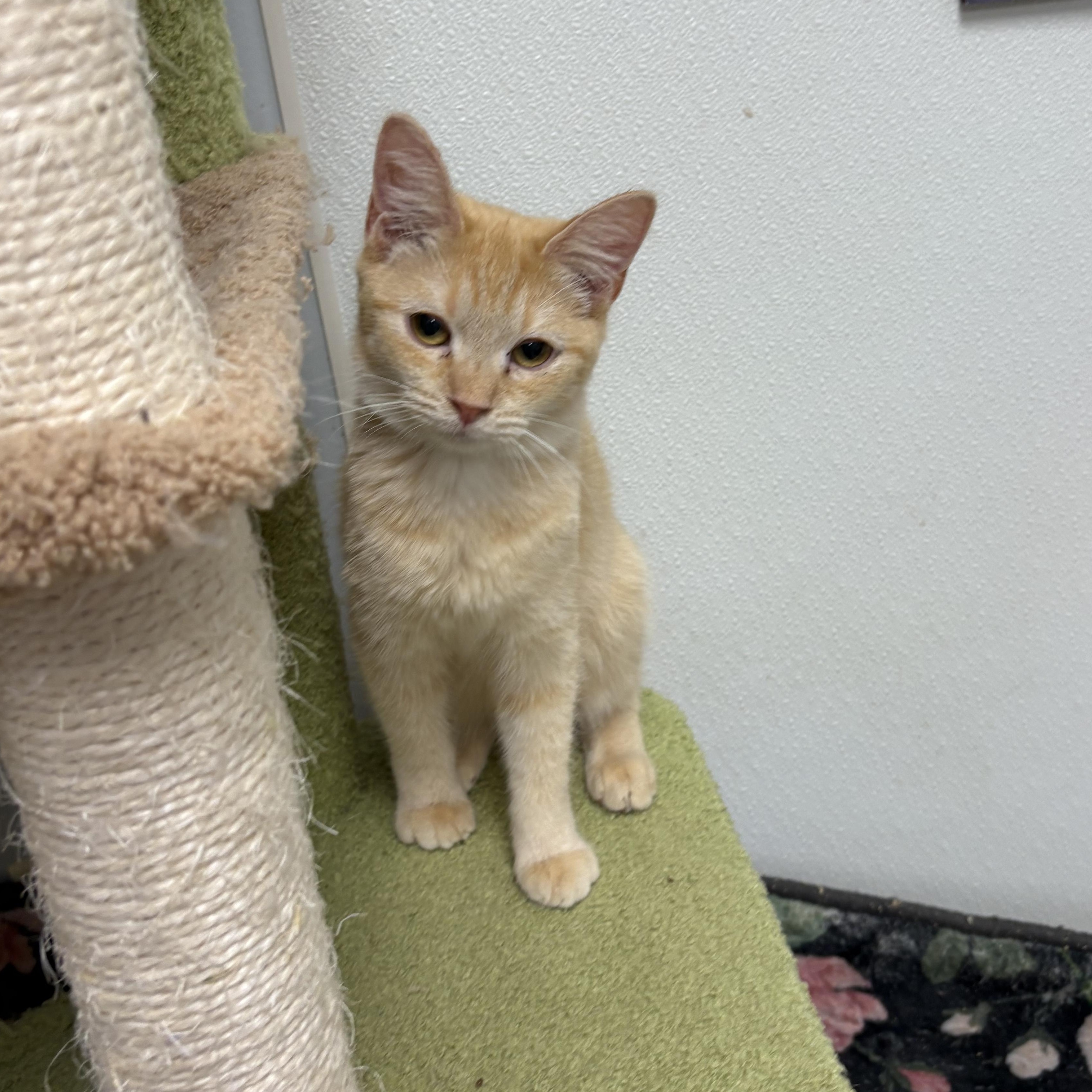 Enlarge Sienna , a ADOPTABLE Domestic Short Hair in Wayne , NJ image 3/5