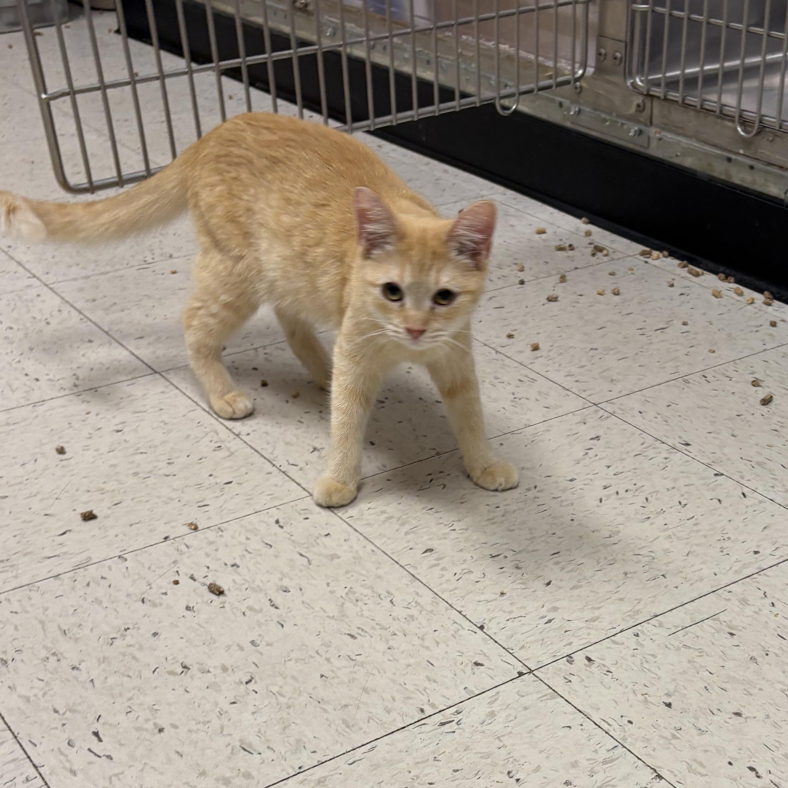 Enlarge Sienna , a ADOPTABLE Domestic Short Hair in Wayne , NJ image 5/5