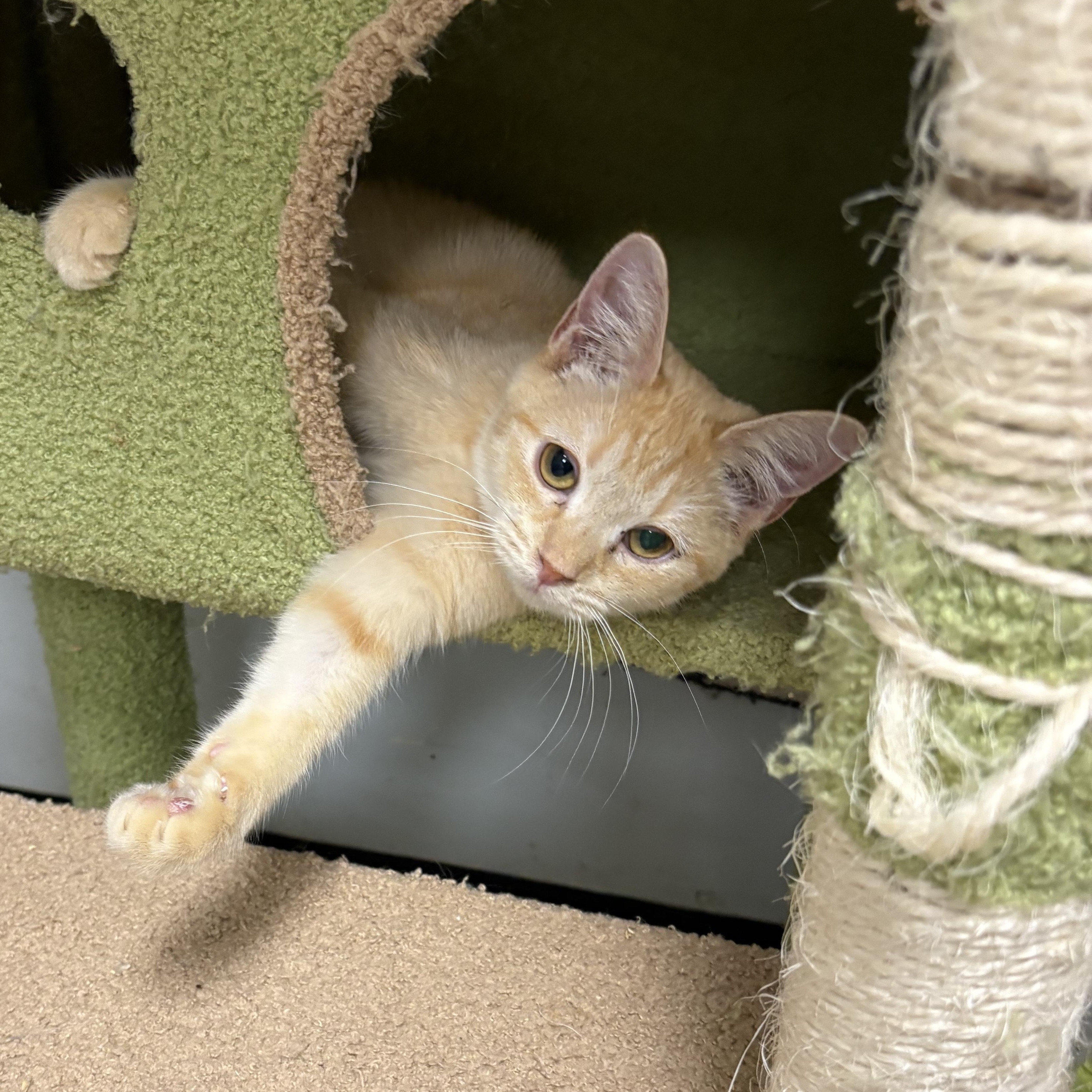 Enlarge Sienna , a ADOPTABLE Domestic Short Hair in Wayne , NJ image 2/5