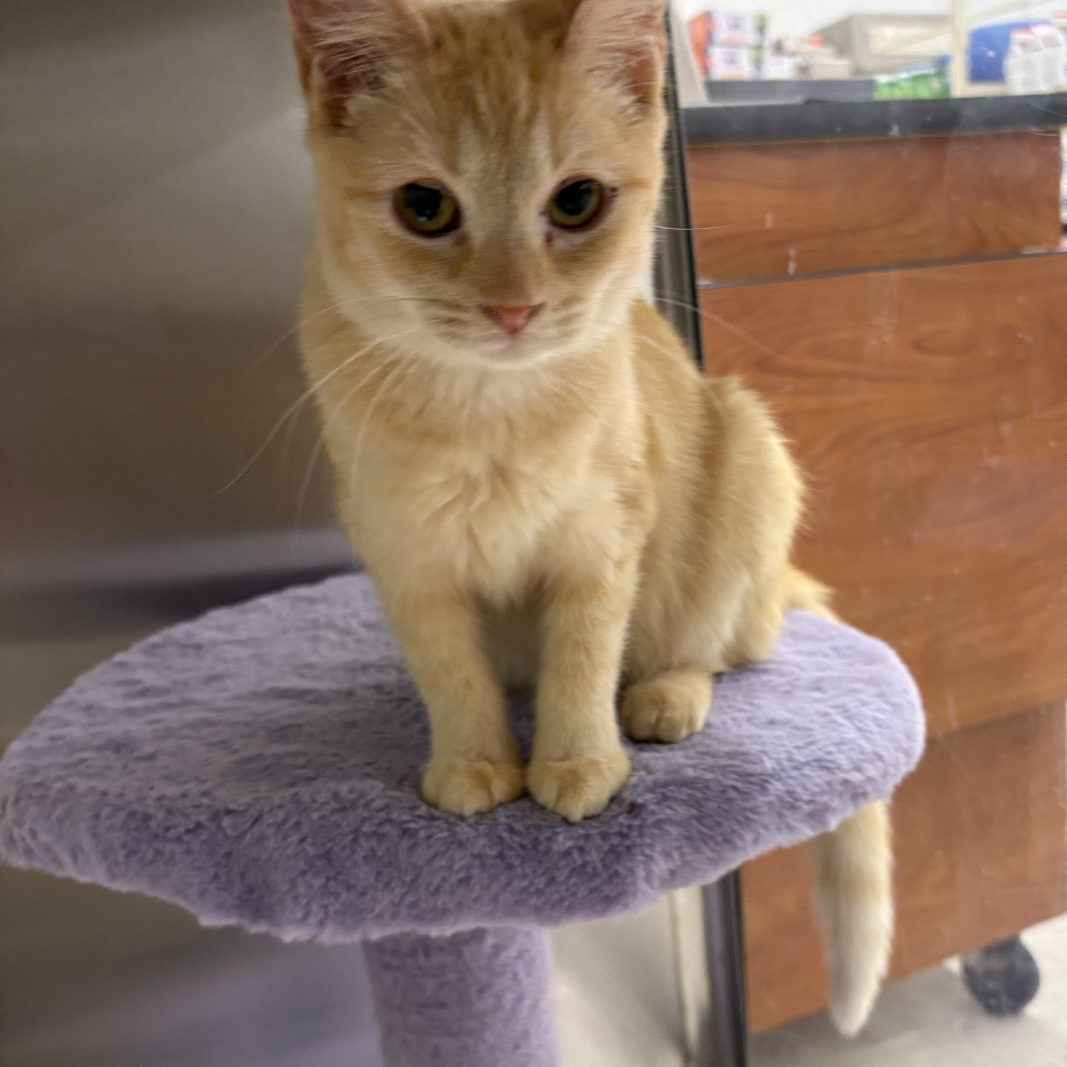 Enlarge Sienna , a ADOPTABLE Domestic Short Hair in Wayne , NJ image 4/5