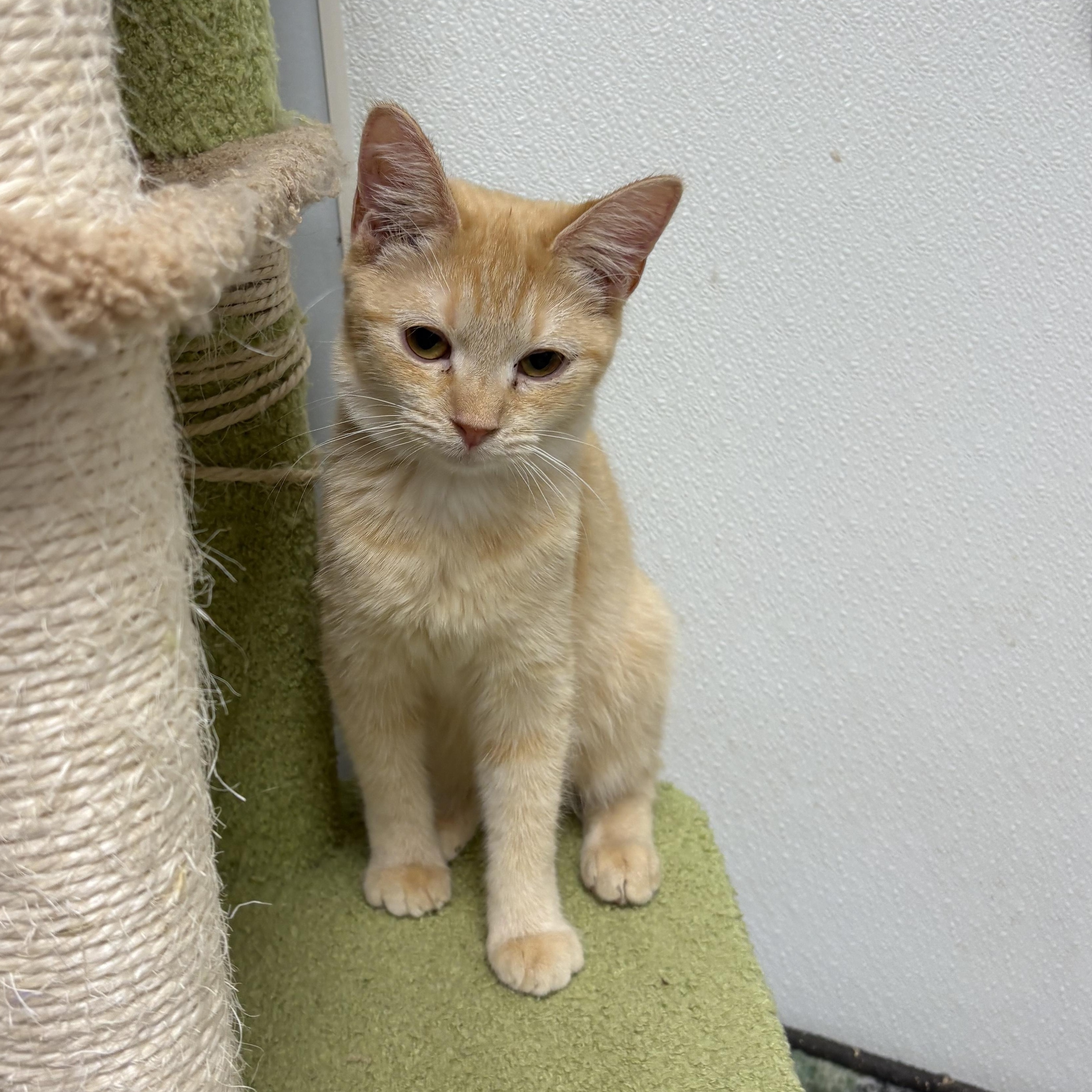 Sienna , ADOPTABLE, Young Female Domestic Short Hair.