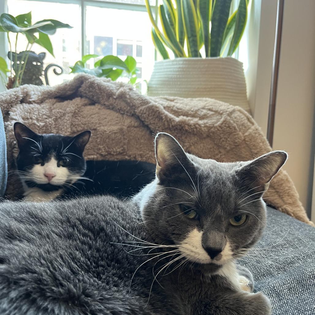 Lola (Baby Blossom), Adoptable, Adult Female Domestic Short Hair.