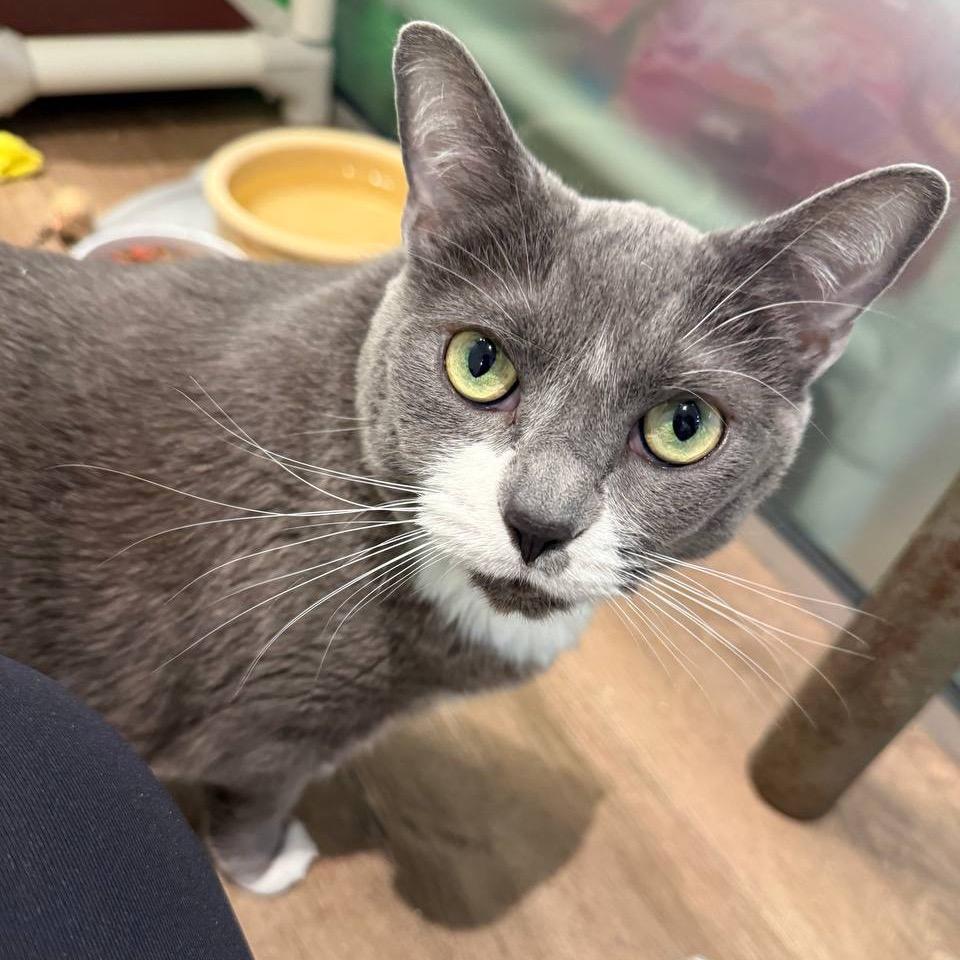 Lola (Baby Blossom), a Adoptable Domestic Short Hair in New York, NY image 3/6