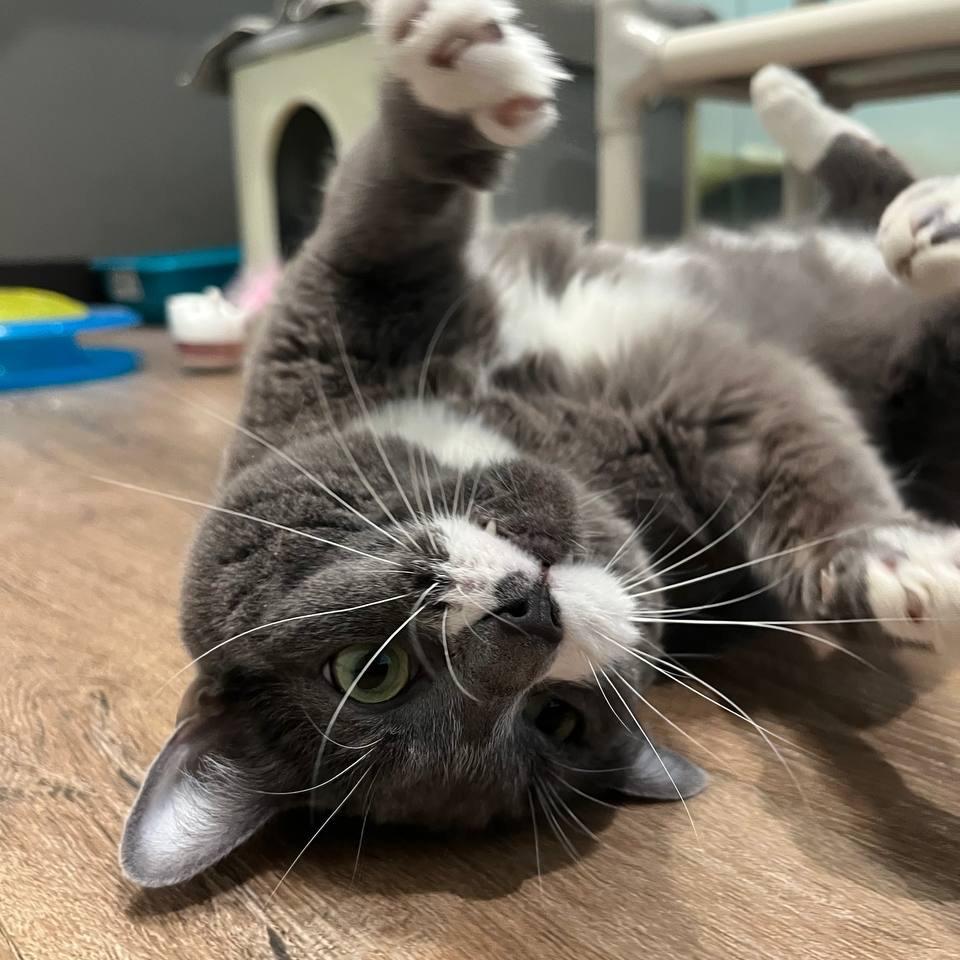 Lola (Baby Blossom), a Adoptable Domestic Short Hair in New York, NY image 4/6