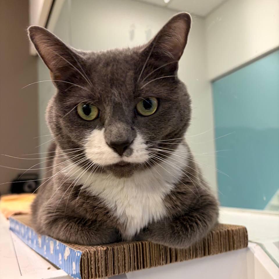 Enlarge Lola (Baby Blossom), a Adoptable Domestic Short Hair in New York, NY image 4/6