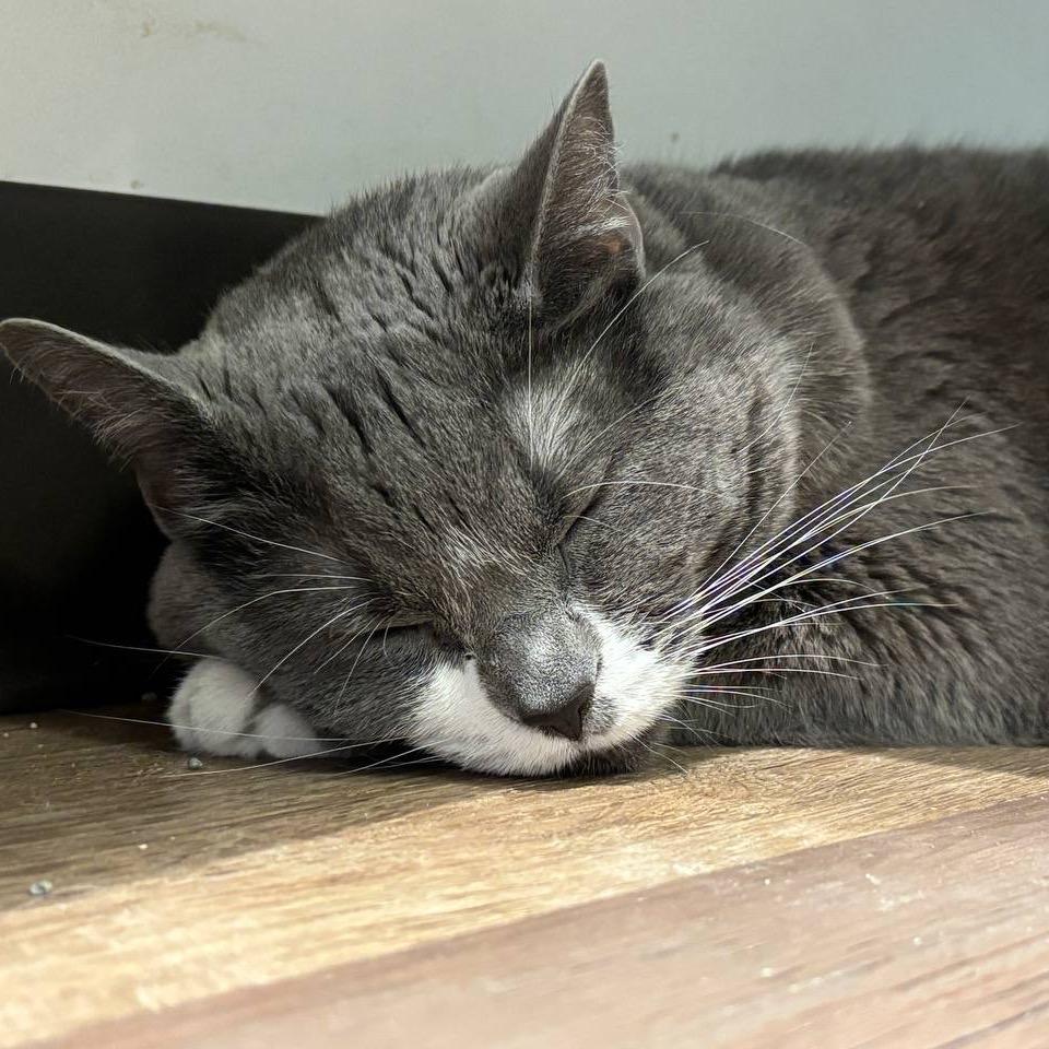 Lola (Baby Blossom), a Adoptable Domestic Short Hair in New York, NY image 5/6