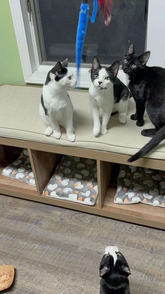 Enlarge Rudy Valentino, a Adoptable Domestic Short Hair in Warren, CT image 2/6