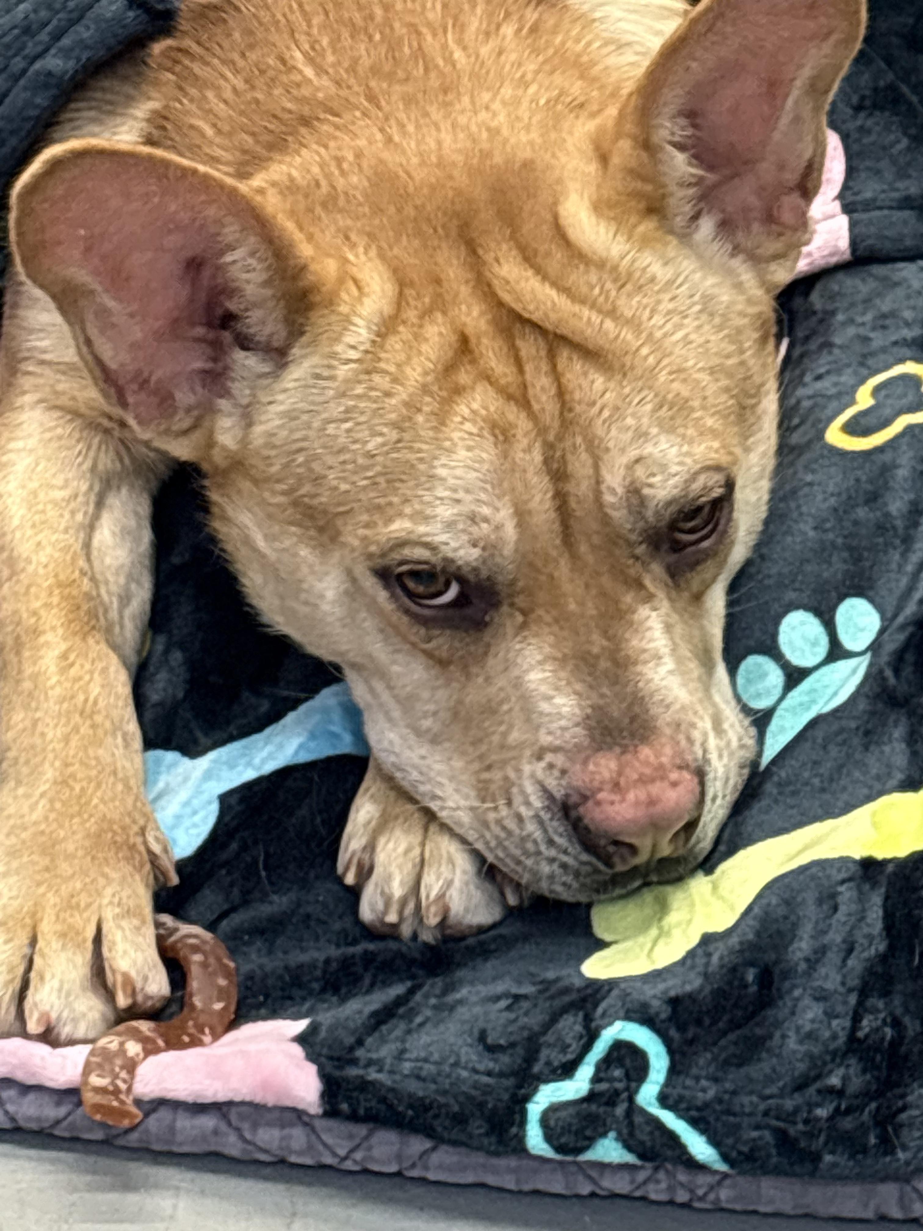 Buddy, ADOPTABLE, Adult Male French Bulldog.