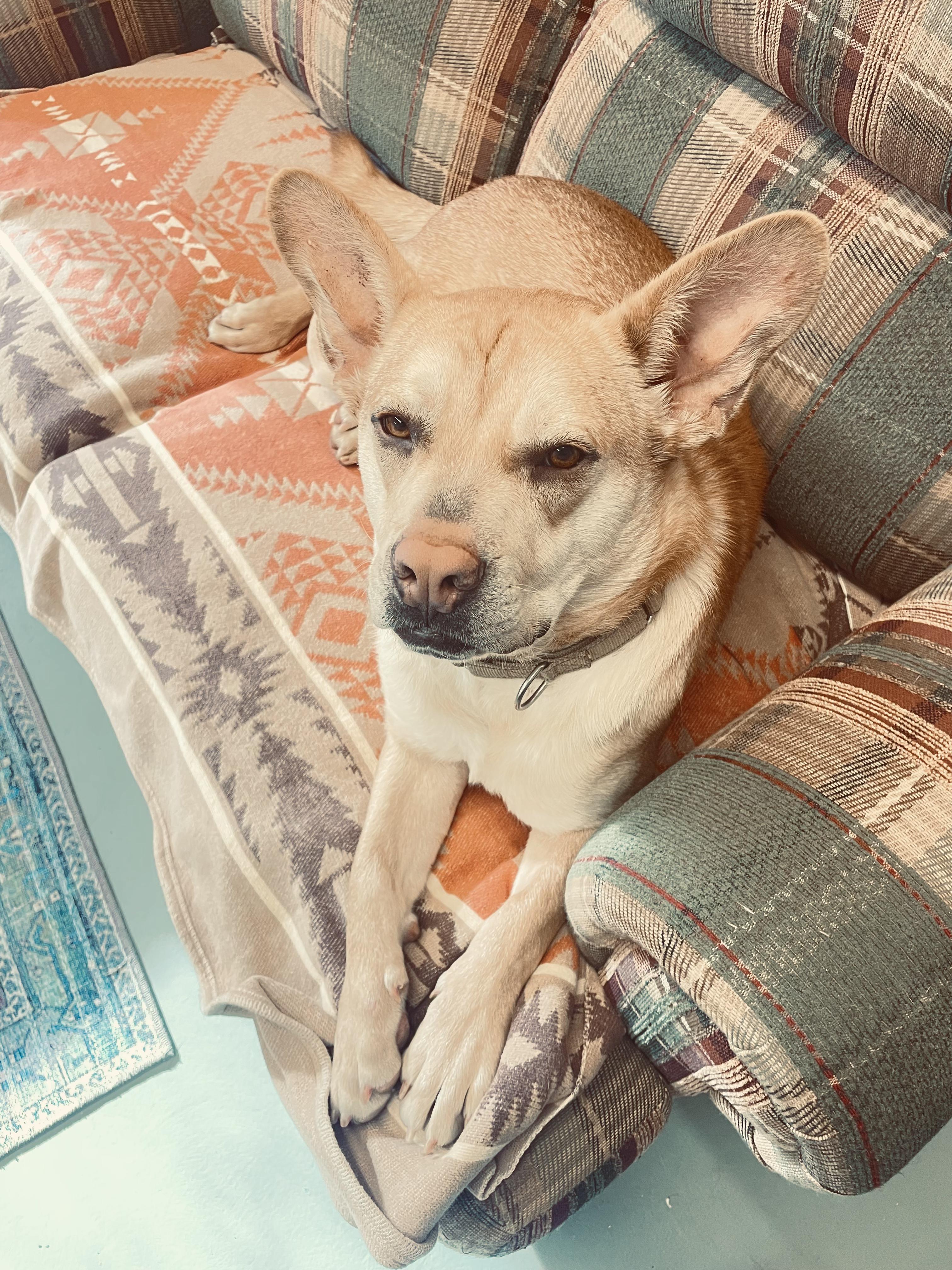 Enlarge Buddy, a ADOPTABLE mixed breed in Fincastle, VA image 2/4