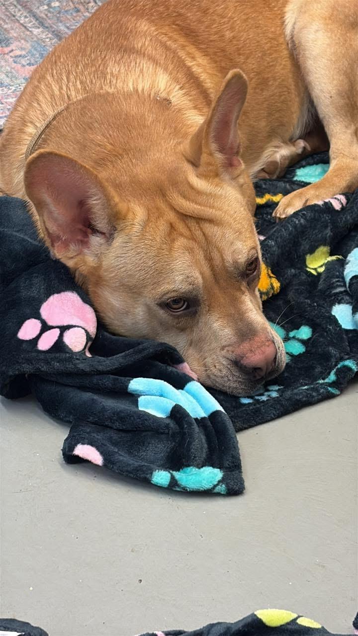 Buddy, a ADOPTABLE mixed breed in Fincastle, VA image 2/2