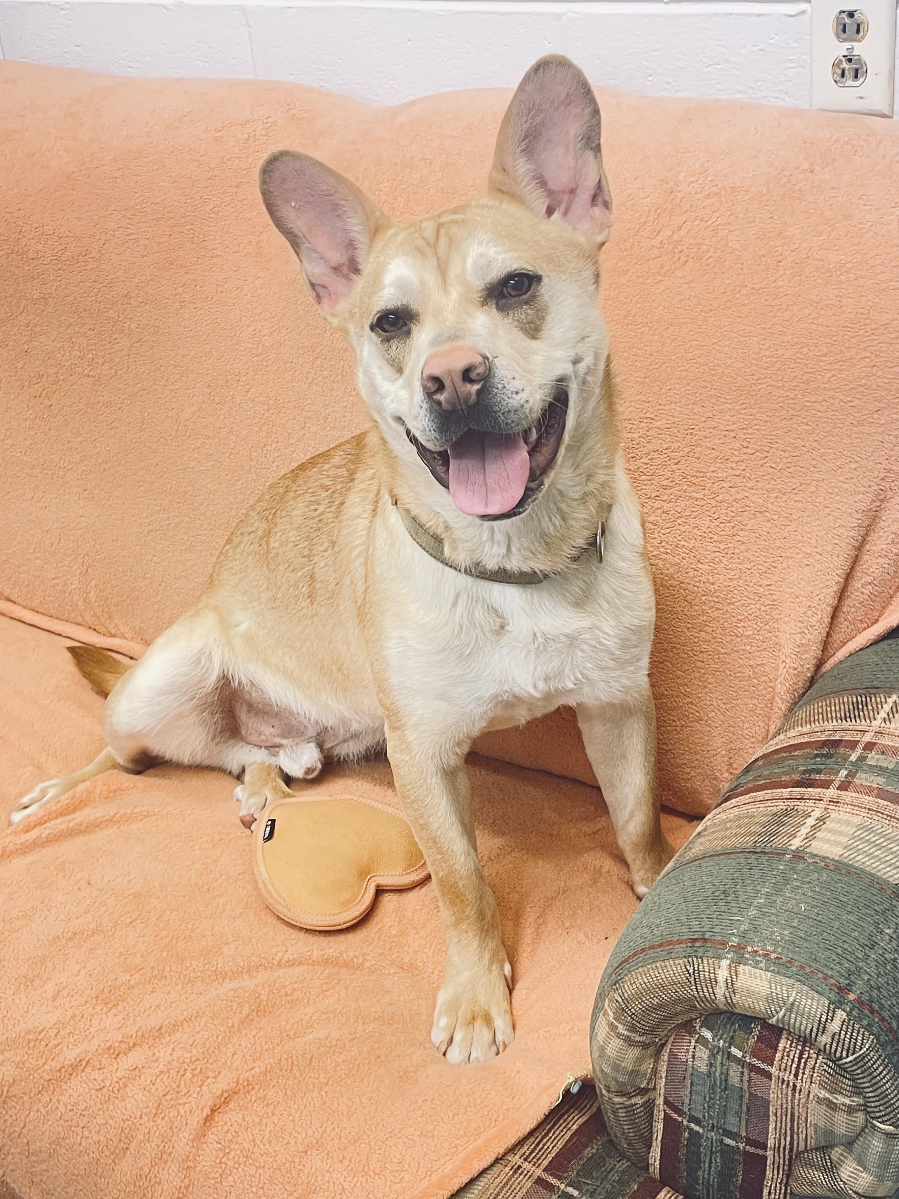 Enlarge Buddy, a ADOPTABLE mixed breed in Fincastle, VA image 1/4