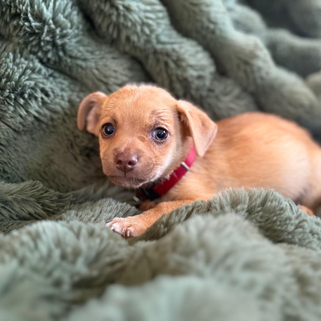 Sunny, Adoptable, Puppy Male Chihuahua & Mixed Breed.