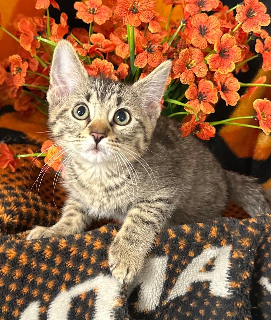 Enlarge 2/17/26 Glenn, a Adopted mixed breed in Stillwater, OK image 1/1