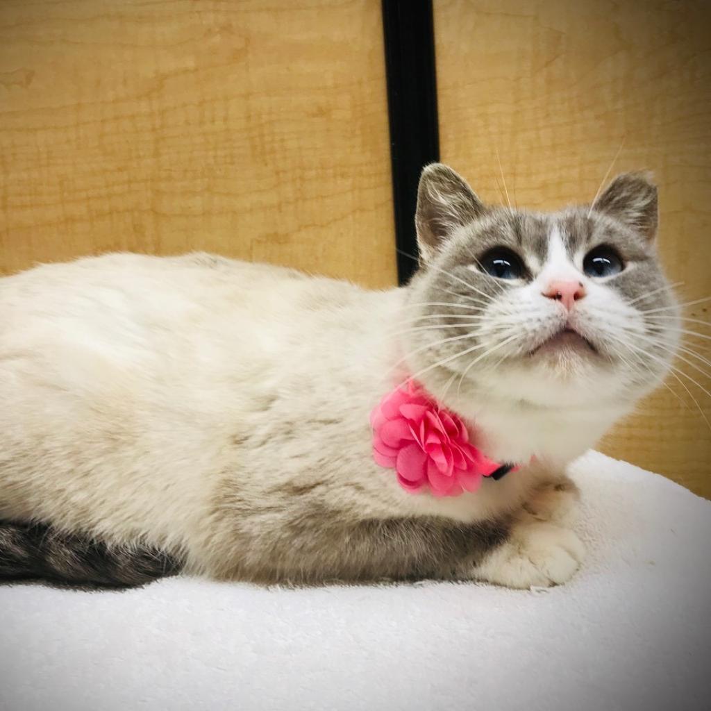 Xuan (Smokey Oak), Adoptable, Senior Female Domestic Short Hair.