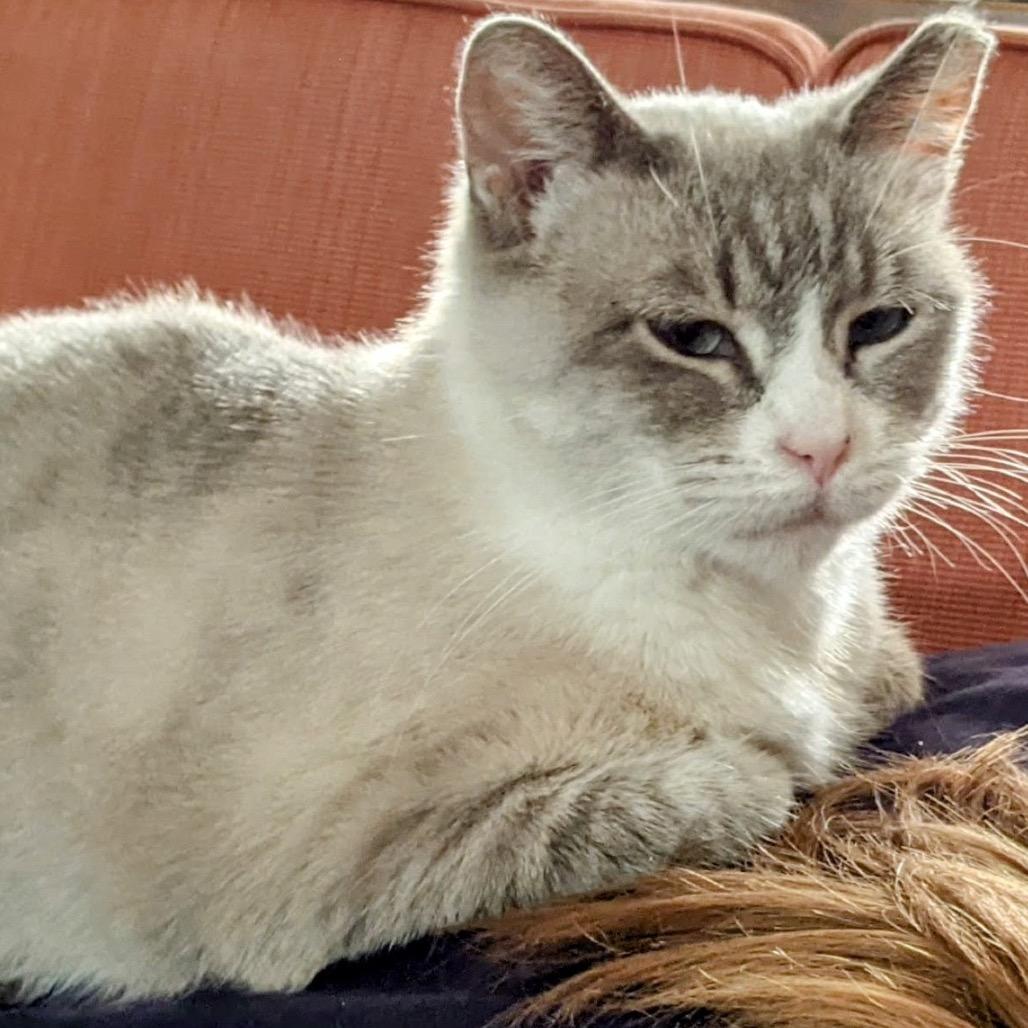 Enlarge Xuan (Smokey Oak), a Adoptable Domestic Short Hair in Rochester, MN image 3/5