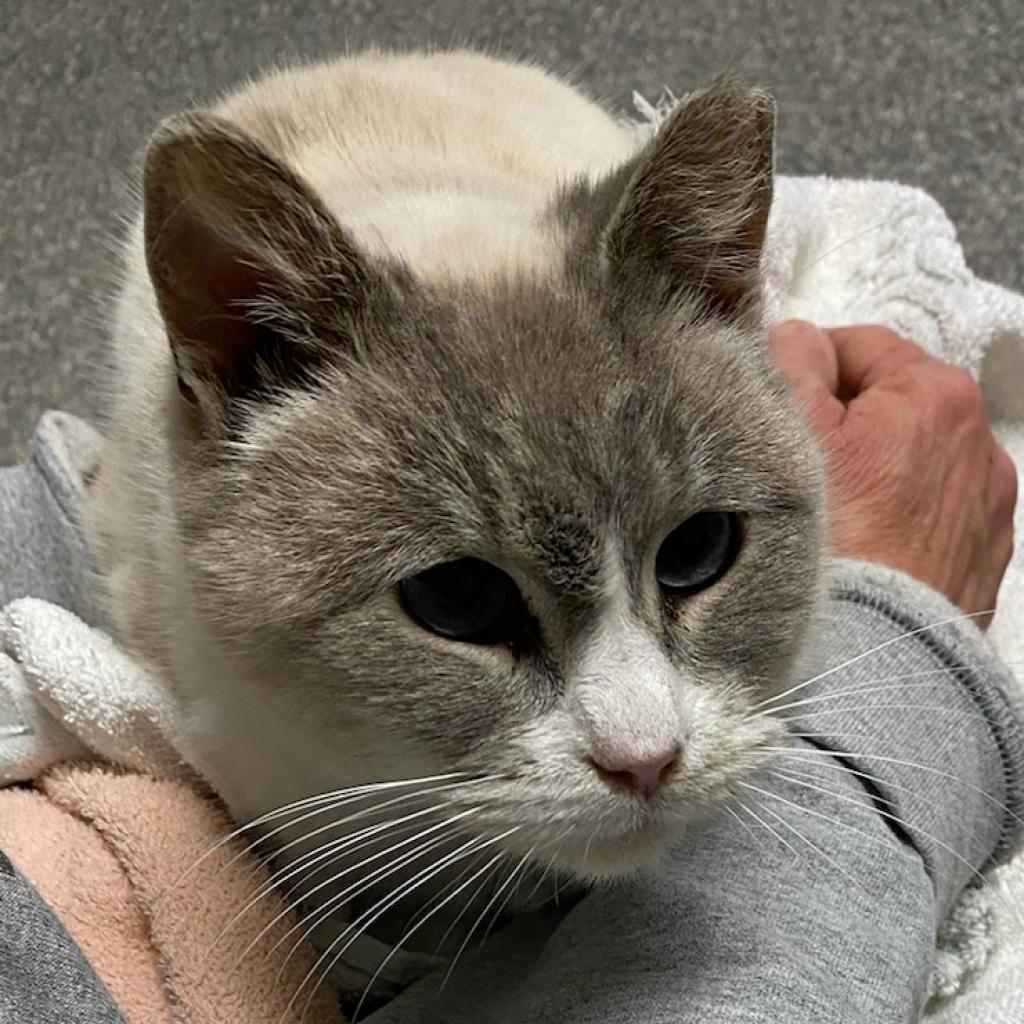 Enlarge Xuan (Smokey Oak), a Adoptable Domestic Short Hair in Rochester, MN image 2/6