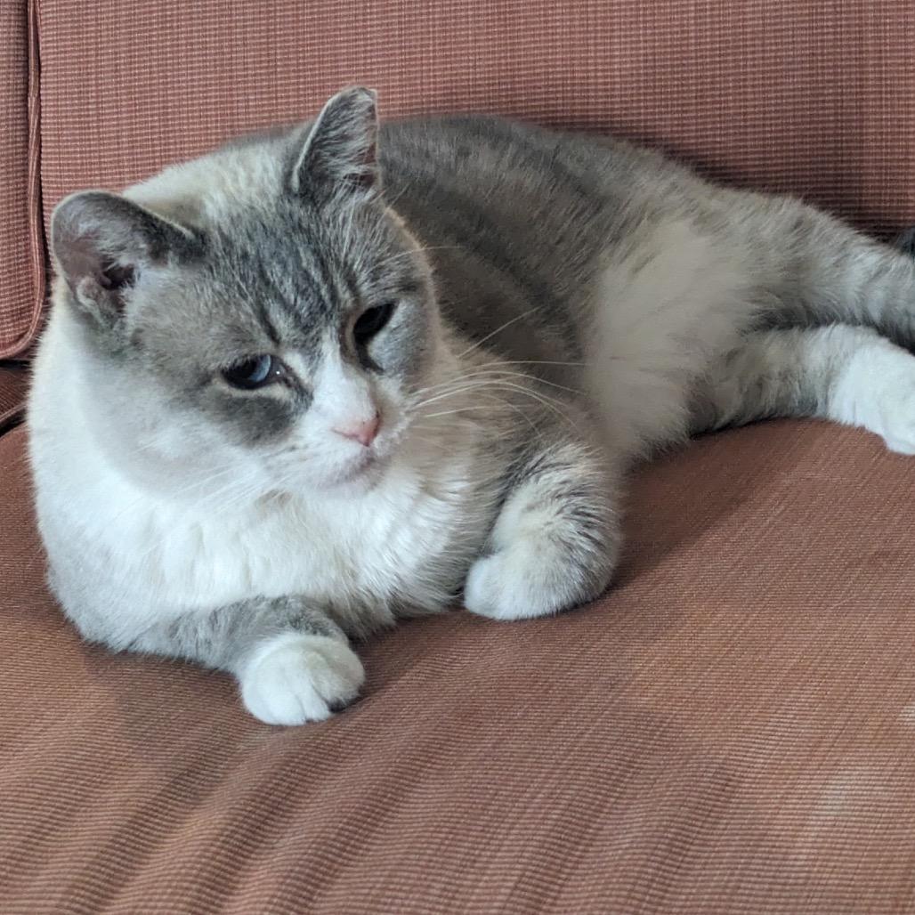 Enlarge Xuan (Smokey Oak), a Adoptable Domestic Short Hair in Rochester, MN image 4/5