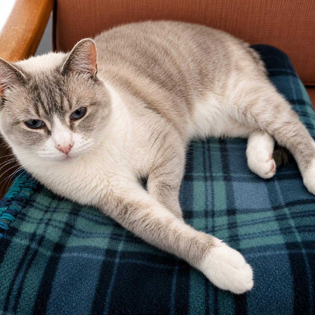 Enlarge Xuan (Smokey Oak), a Adoptable Domestic Short Hair in Rochester, MN image 5/5