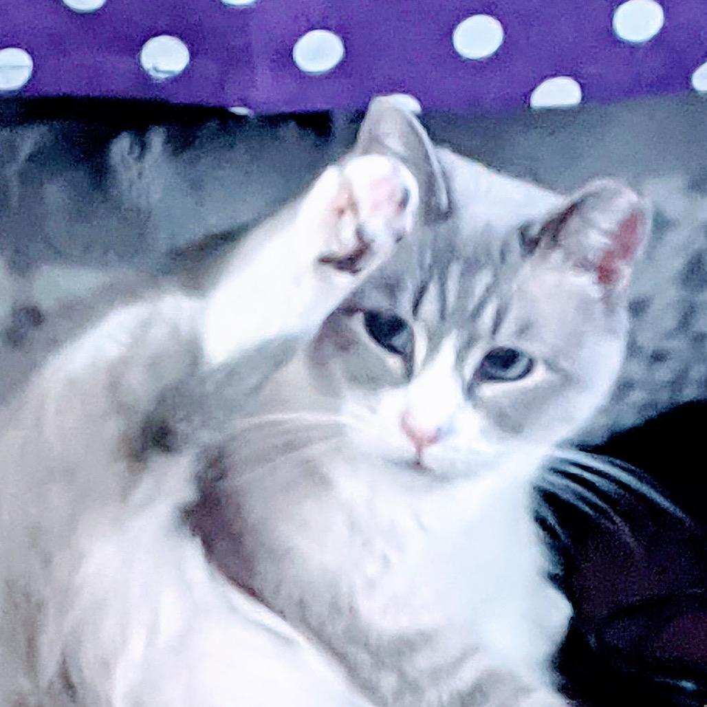 Enlarge Xuan (Smokey Oak), a Adoptable Domestic Short Hair in Rochester, MN image 4/6