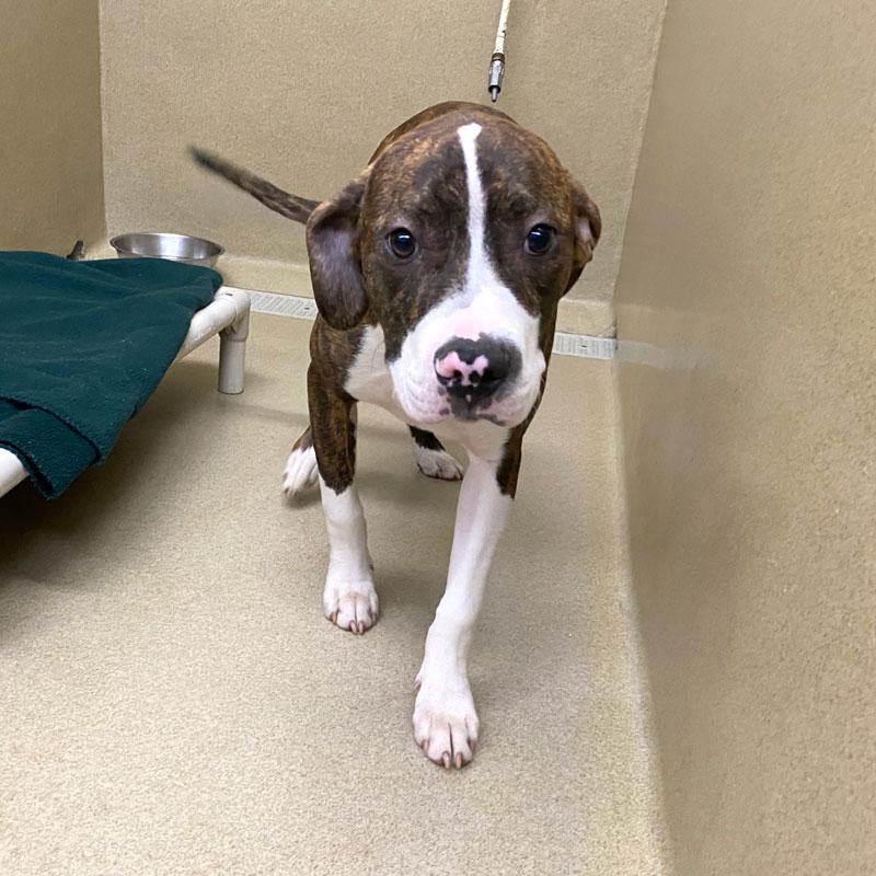 Enlarge Tater #21219, a ADOPTABLE mixed breed in Monroe, GA image 3/3