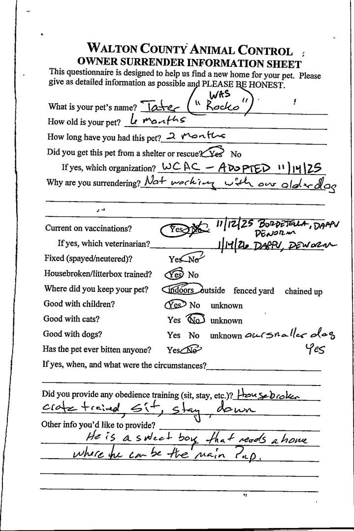 Enlarge Tater #21219, a ADOPTABLE mixed breed in Monroe, GA image 2/3