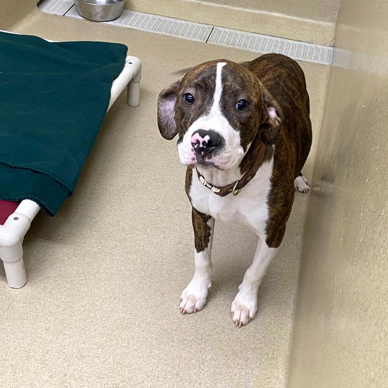 Enlarge Tater #21219, a ADOPTABLE mixed breed in Monroe, GA image 1/3