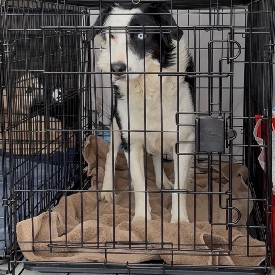 Domino, Adoptable, Adult Male Border Collie & Mixed Breed.