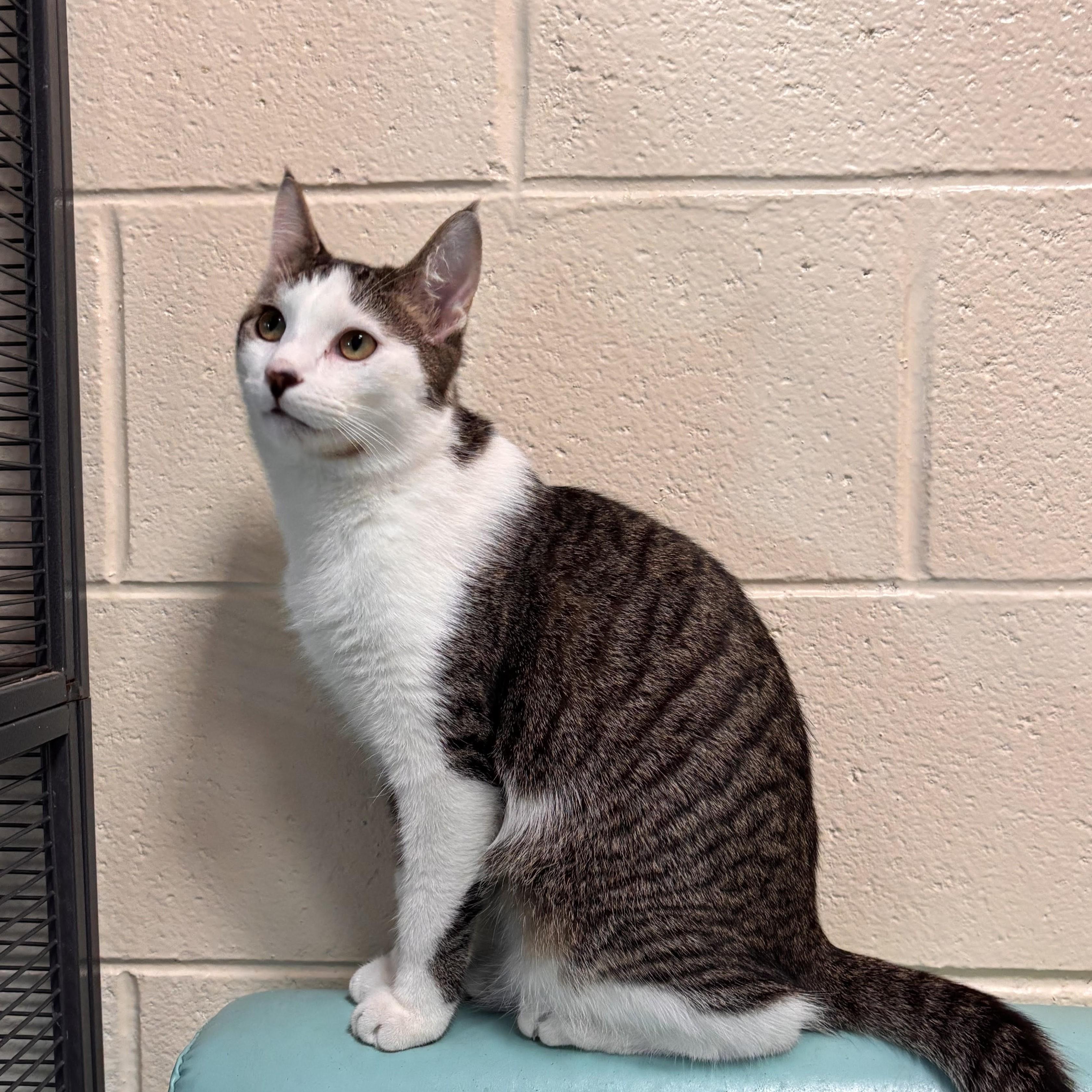 Junior, Adoptable, Kitten Male Domestic Short Hair.