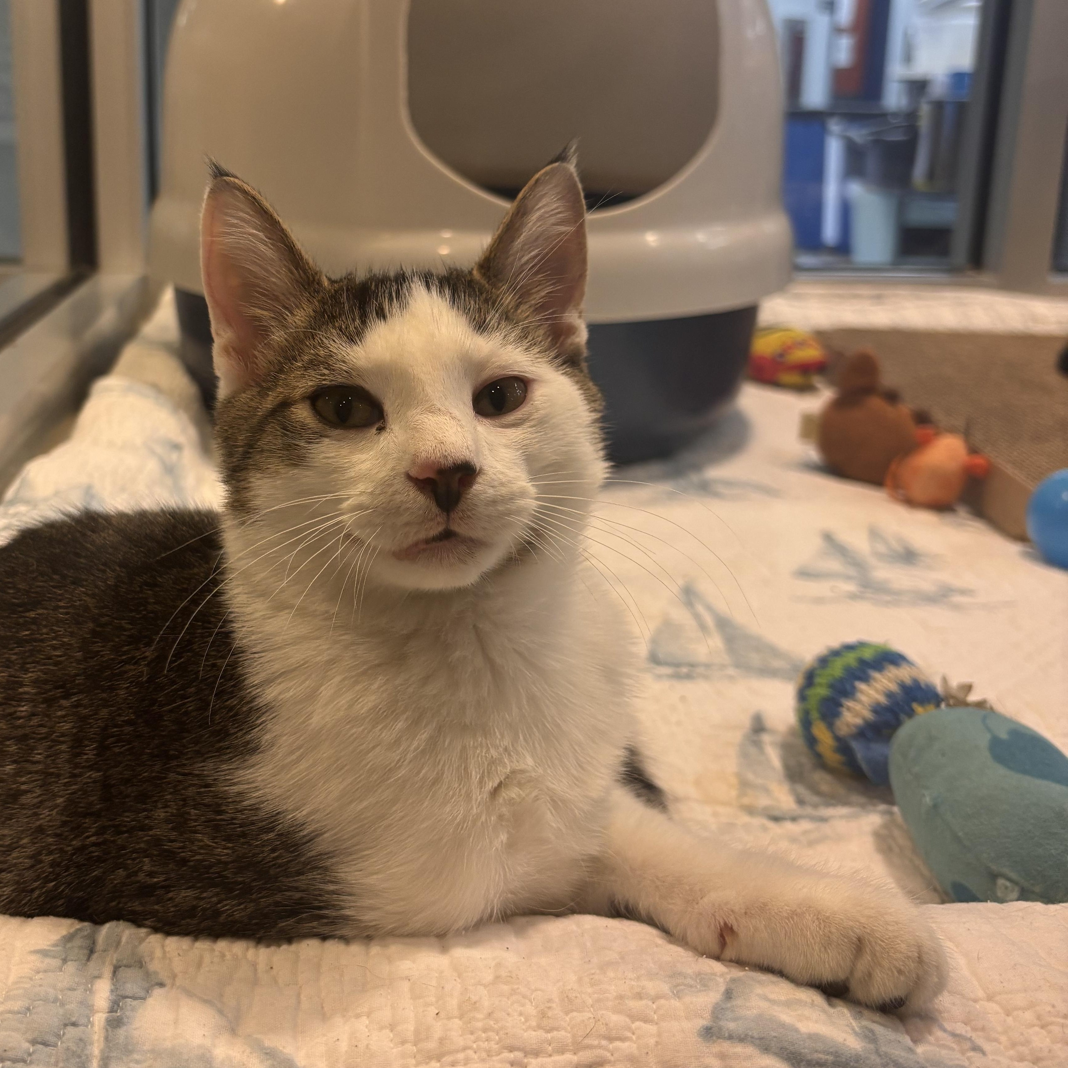 Junior, a Adoptable Domestic Short Hair in Charleston, SC image 2/3