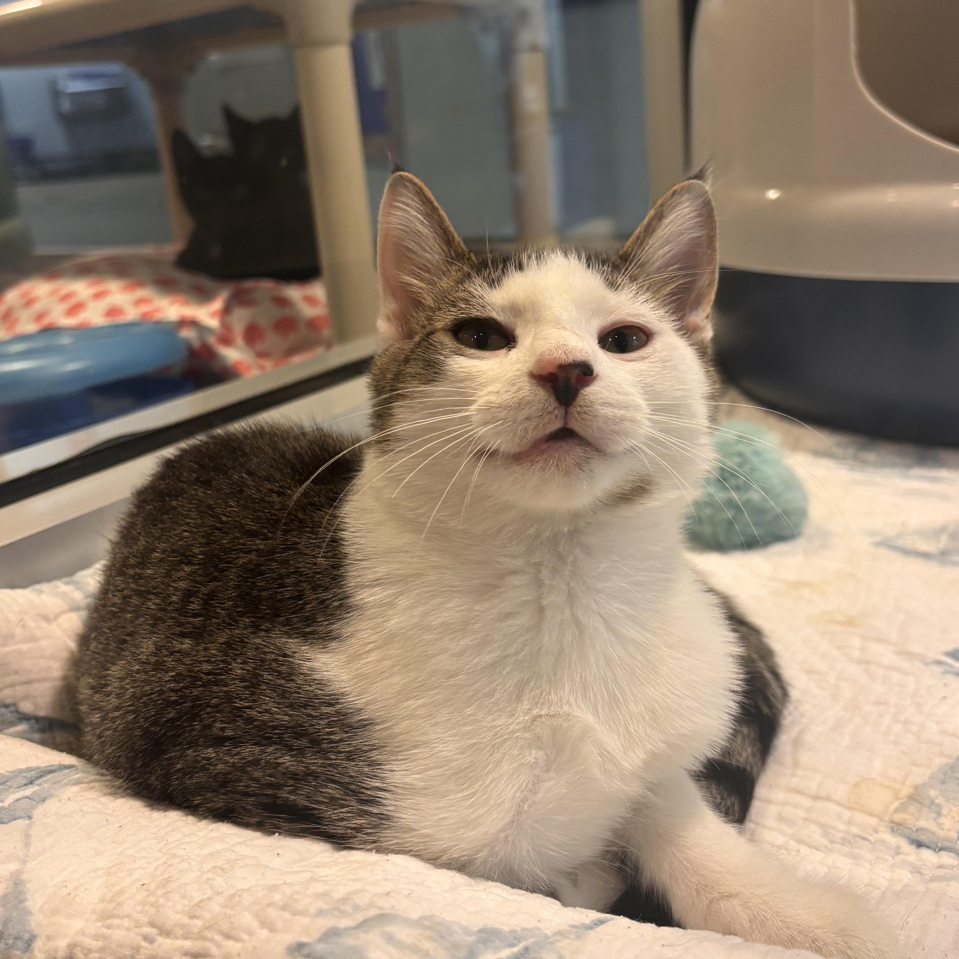 Junior, a Adoptable Domestic Short Hair in Charleston, SC image 3/3