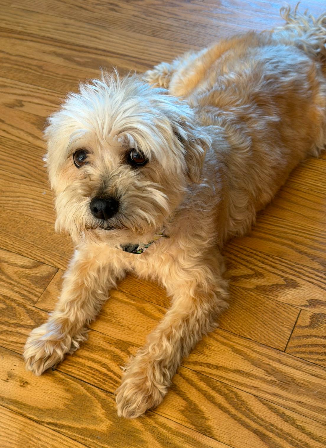 Annie, adopted, Senior Female Shih Tzu & Terrier.