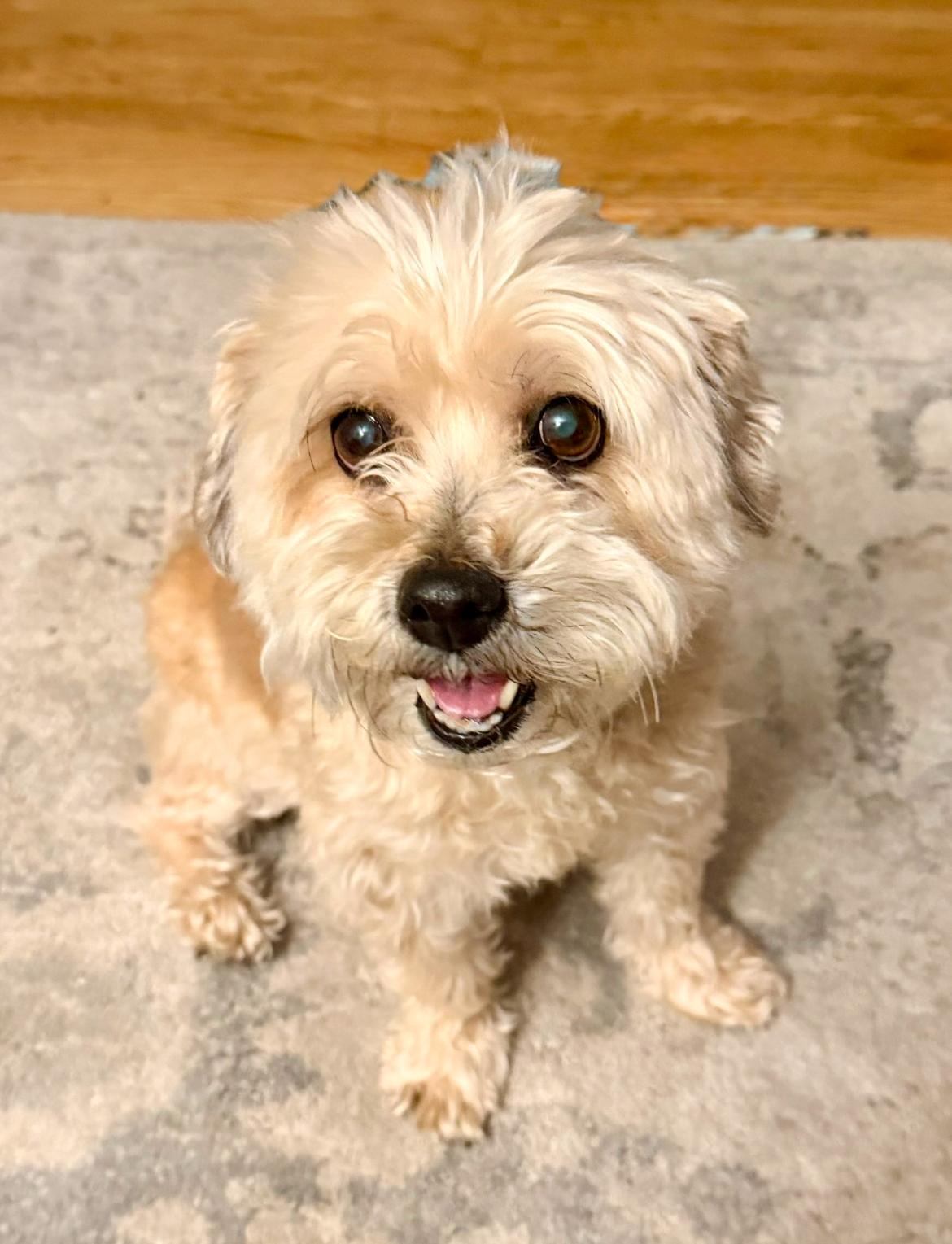 Enlarge Annie, an adopted mixed breed in Whitewater, WI image 2/6