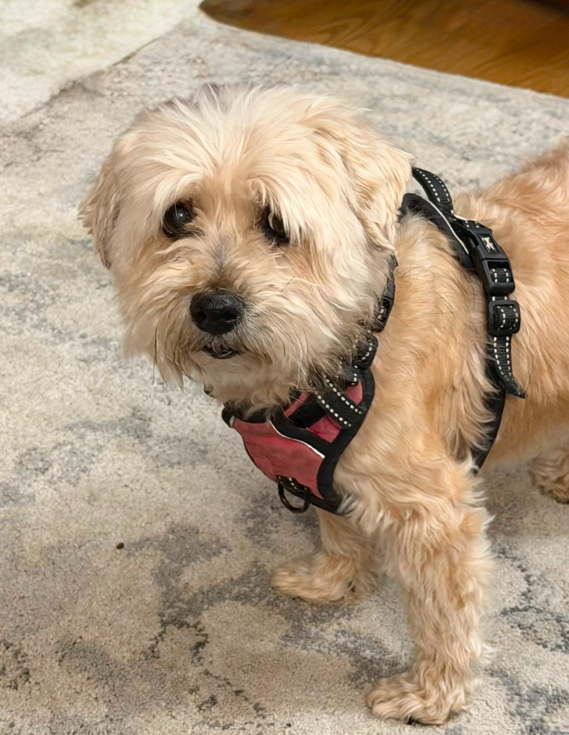 Enlarge Annie, an adopted mixed breed in Whitewater, WI image 3/6