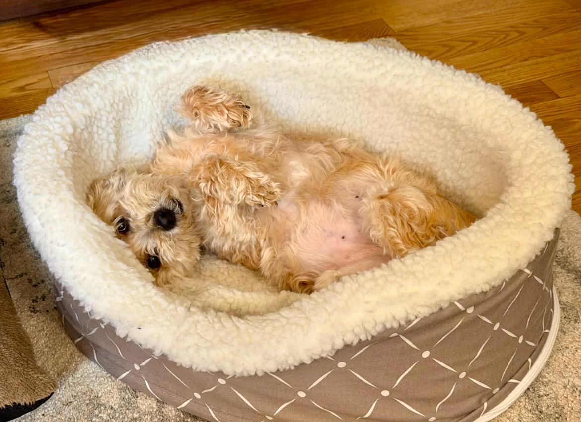 Enlarge Annie, an adopted mixed breed in Whitewater, WI image 4/6