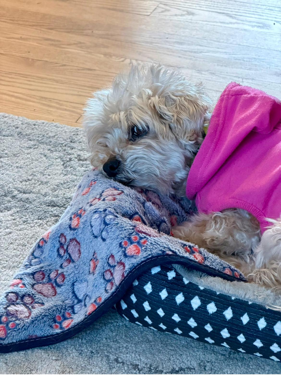 Enlarge Annie, an adopted mixed breed in Whitewater, WI image 5/6