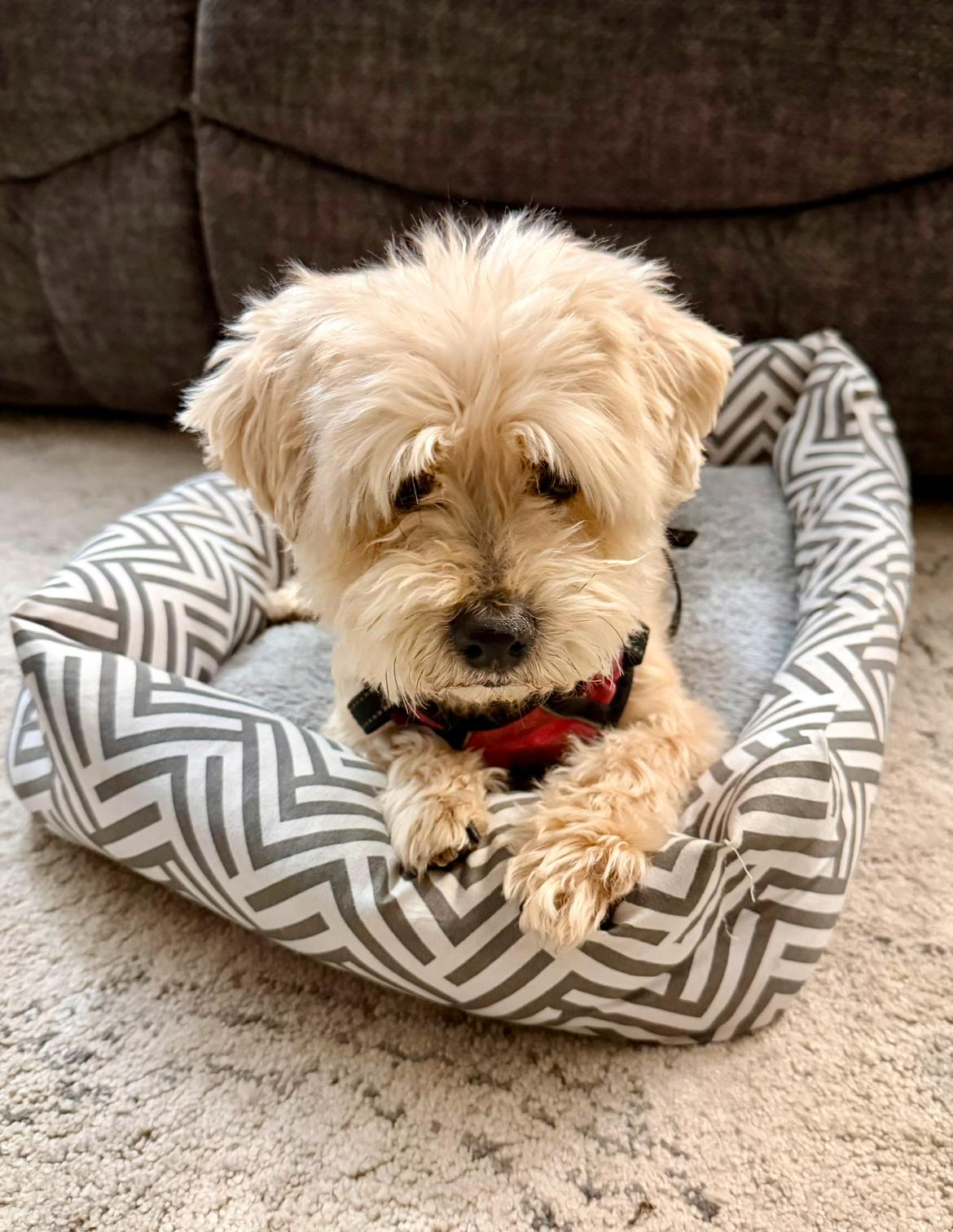 Enlarge Annie, an adopted mixed breed in Whitewater, WI image 6/6