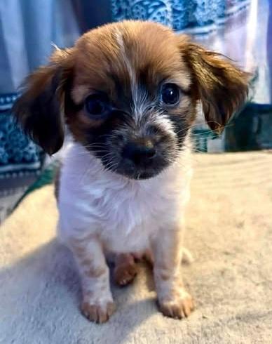 Itsy, ADOPTABLE, Puppy Female Shih Tzu & Chihuahua.