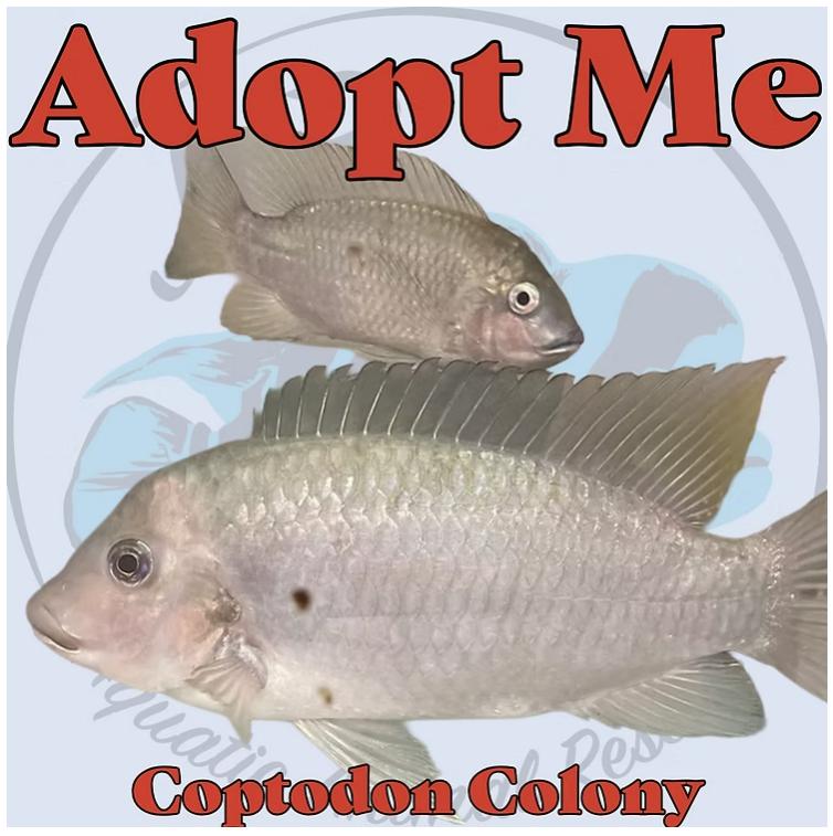 Coptodon Colony, Adoptable, Adult Unknown Freshwater Fish.
