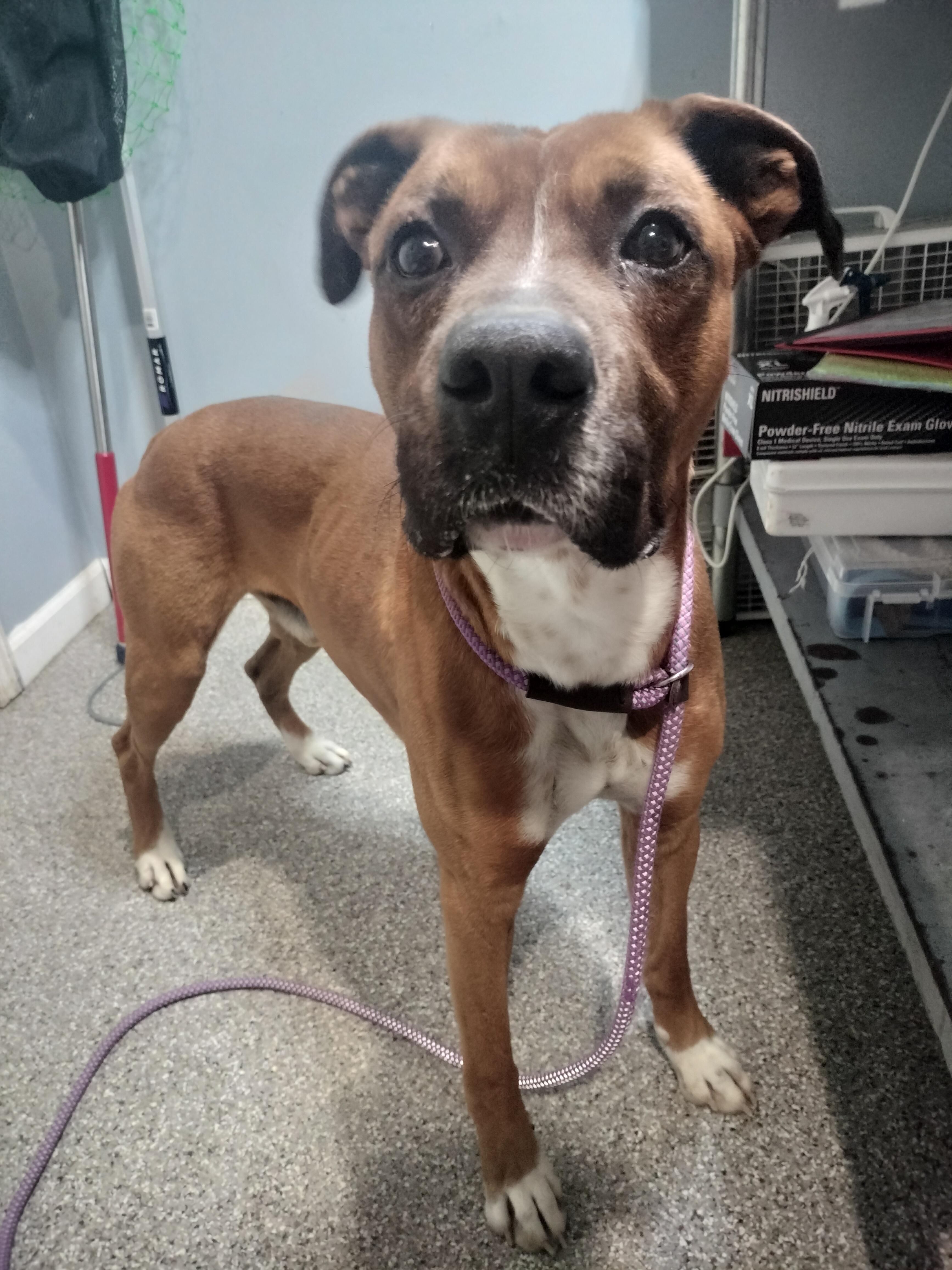 Enlarge Zero, a Adoptable Boxer in Oak Ridge, TN image 1/6