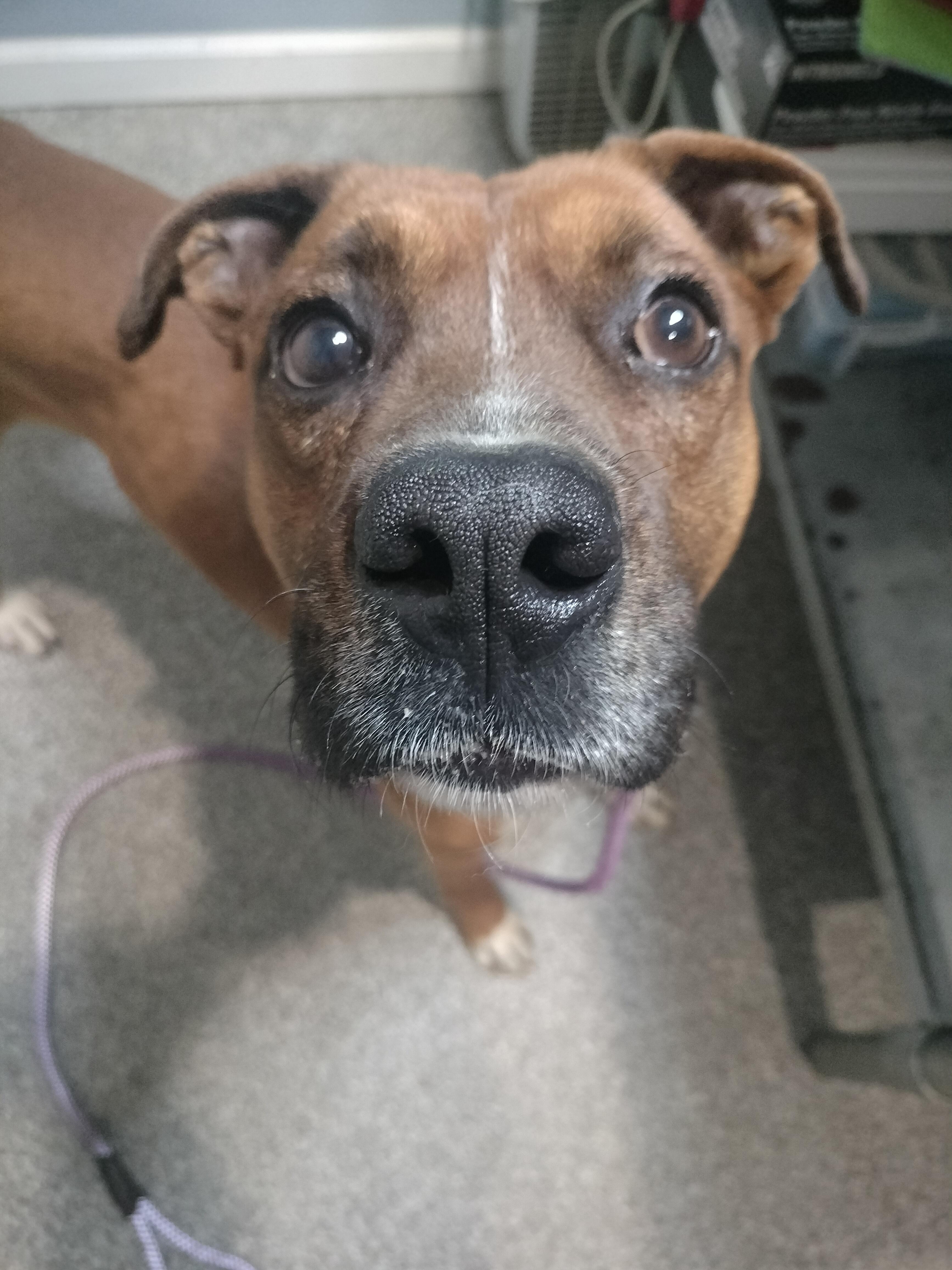 Enlarge Zero, a Adoptable Boxer in Oak Ridge, TN image 2/6