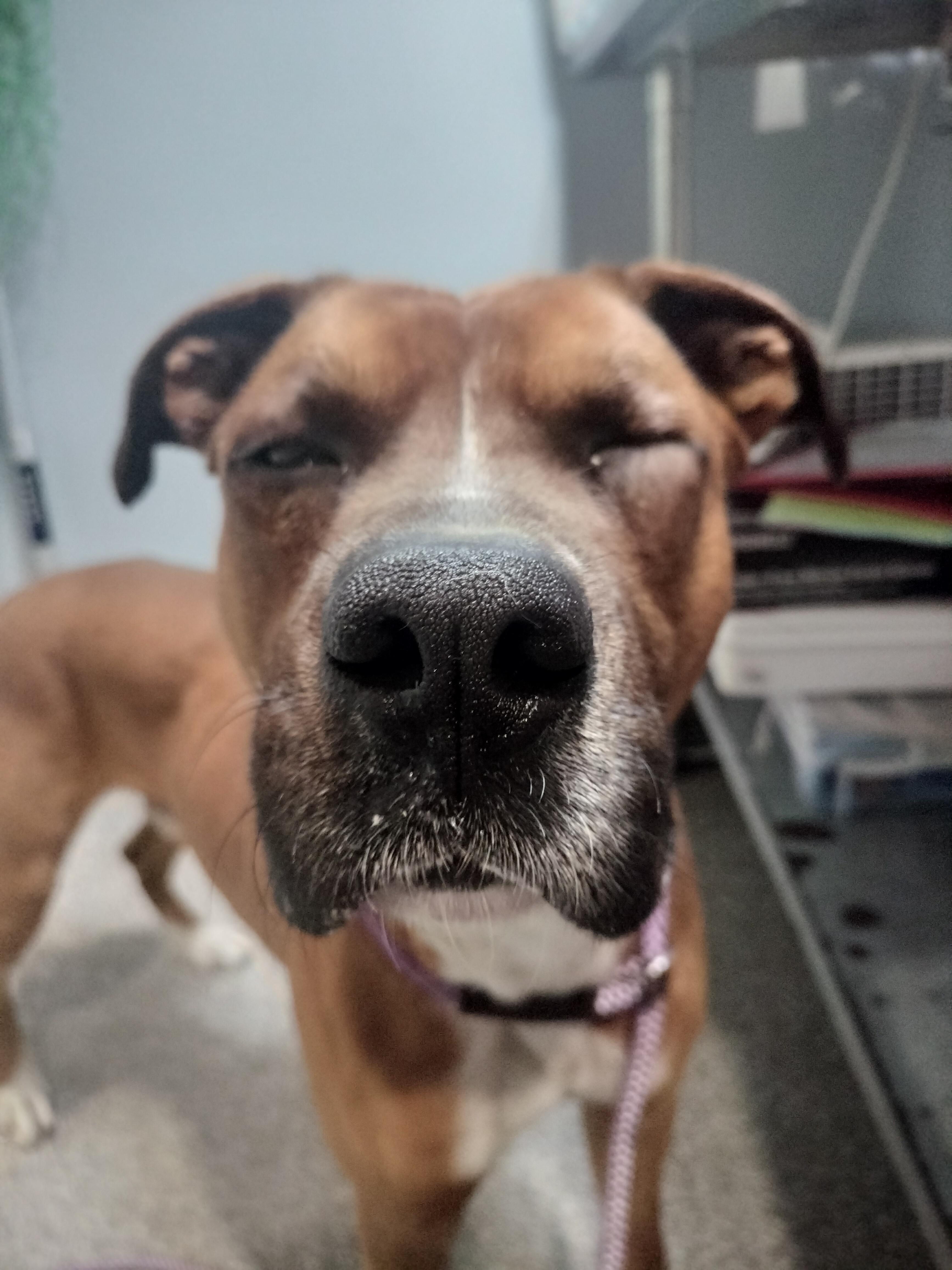 Enlarge Zero, a Adoptable Boxer in Oak Ridge, TN image 6/6