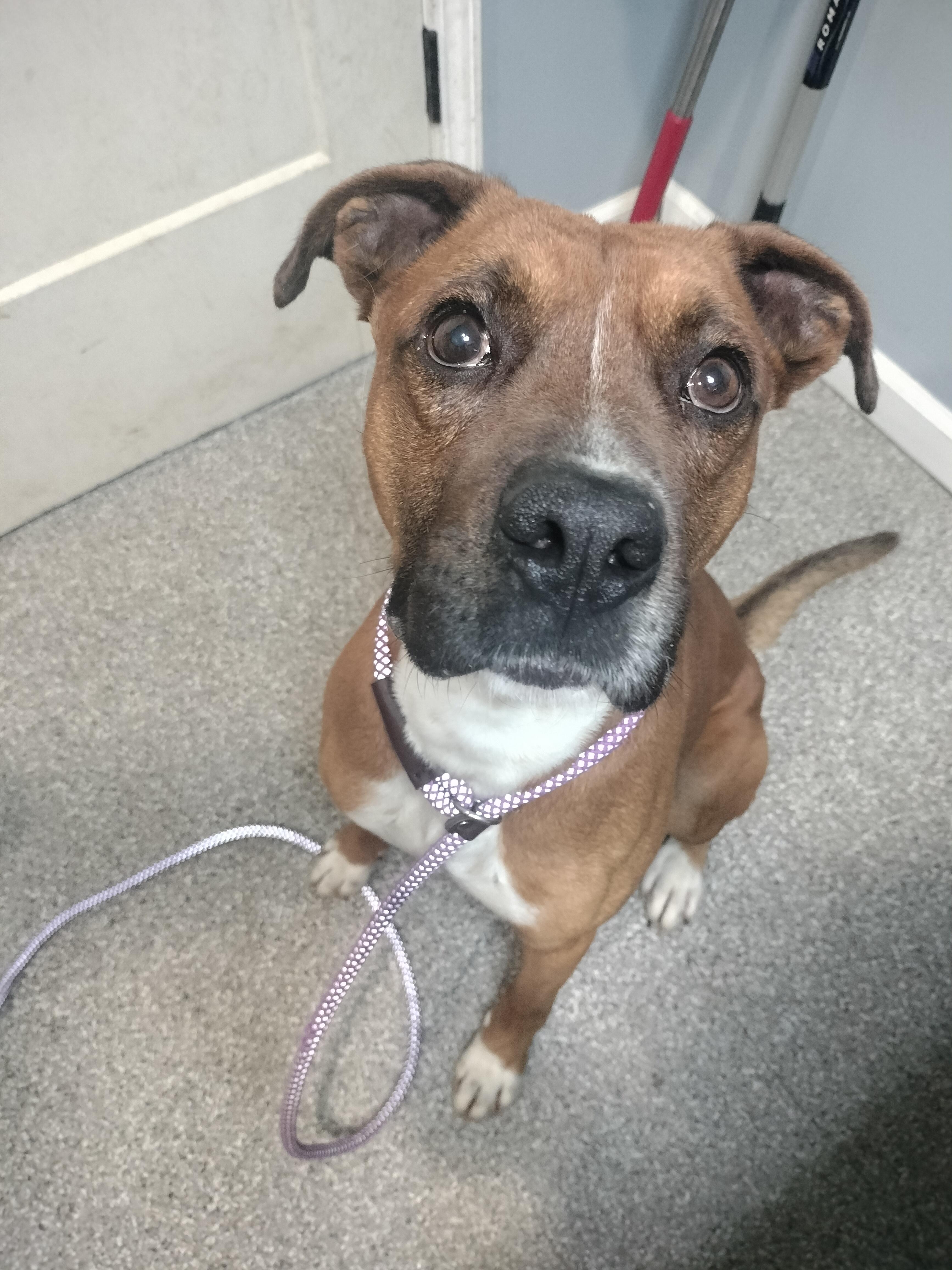 Enlarge Zero, a Adoptable Boxer in Oak Ridge, TN image 3/6