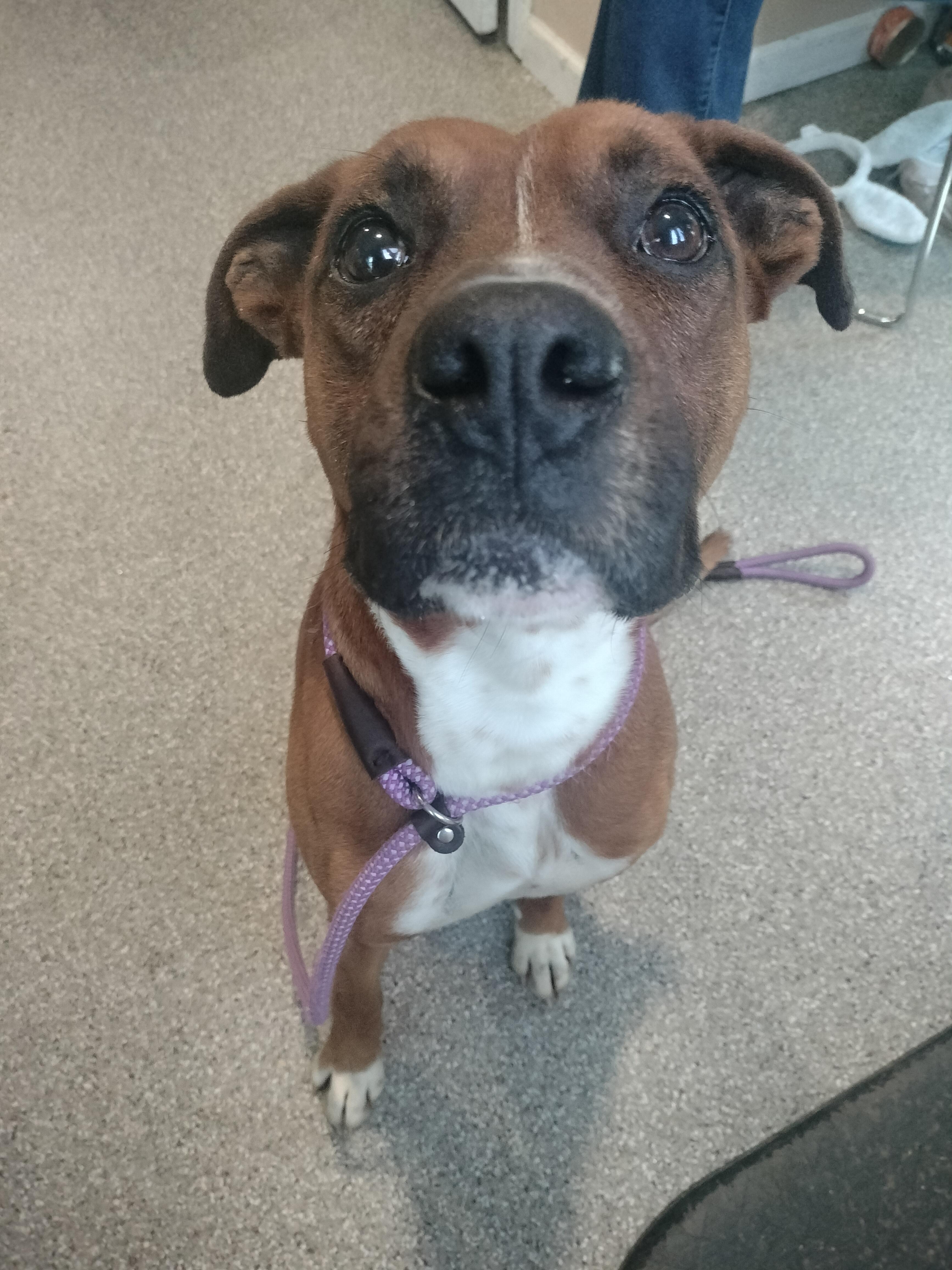 Enlarge Zero, a Adoptable Boxer in Oak Ridge, TN image 4/6