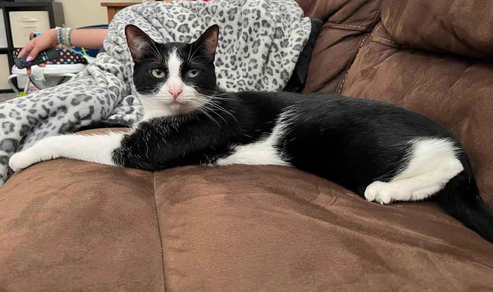Karen, Adopted, Adult Female Domestic Short Hair.
