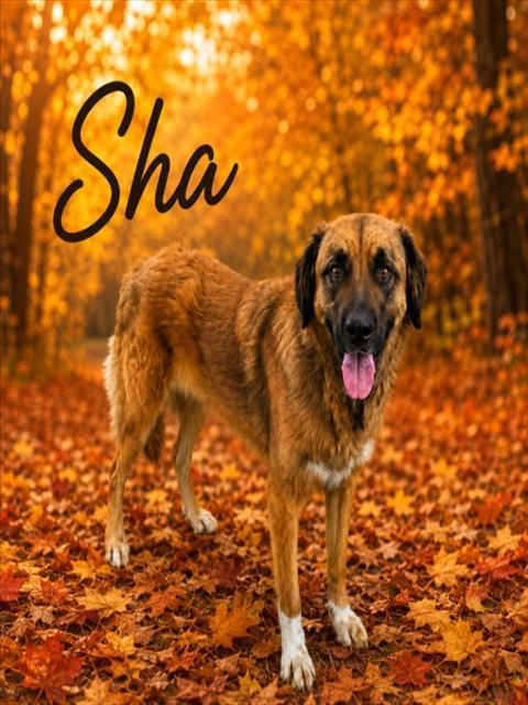 SHA, Adoptable, Adult Female Saint Bernard & Mixed Breed.