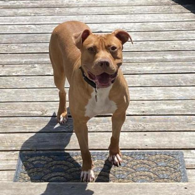 Enlarge Faith, a Adoptable mixed breed in Oak Park, IL image 1/6
