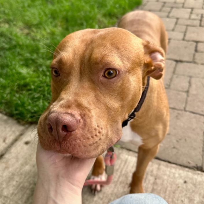 Enlarge Faith, a Adoptable mixed breed in Oak Park, IL image 2/6